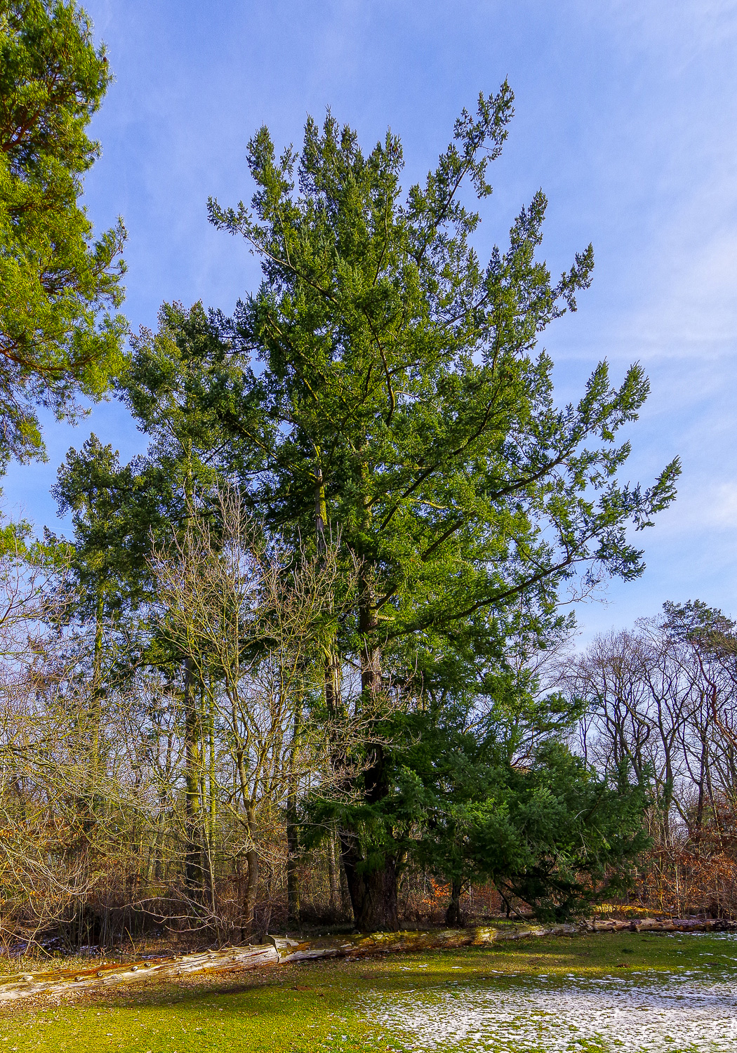 menziesii Pseudotsuga