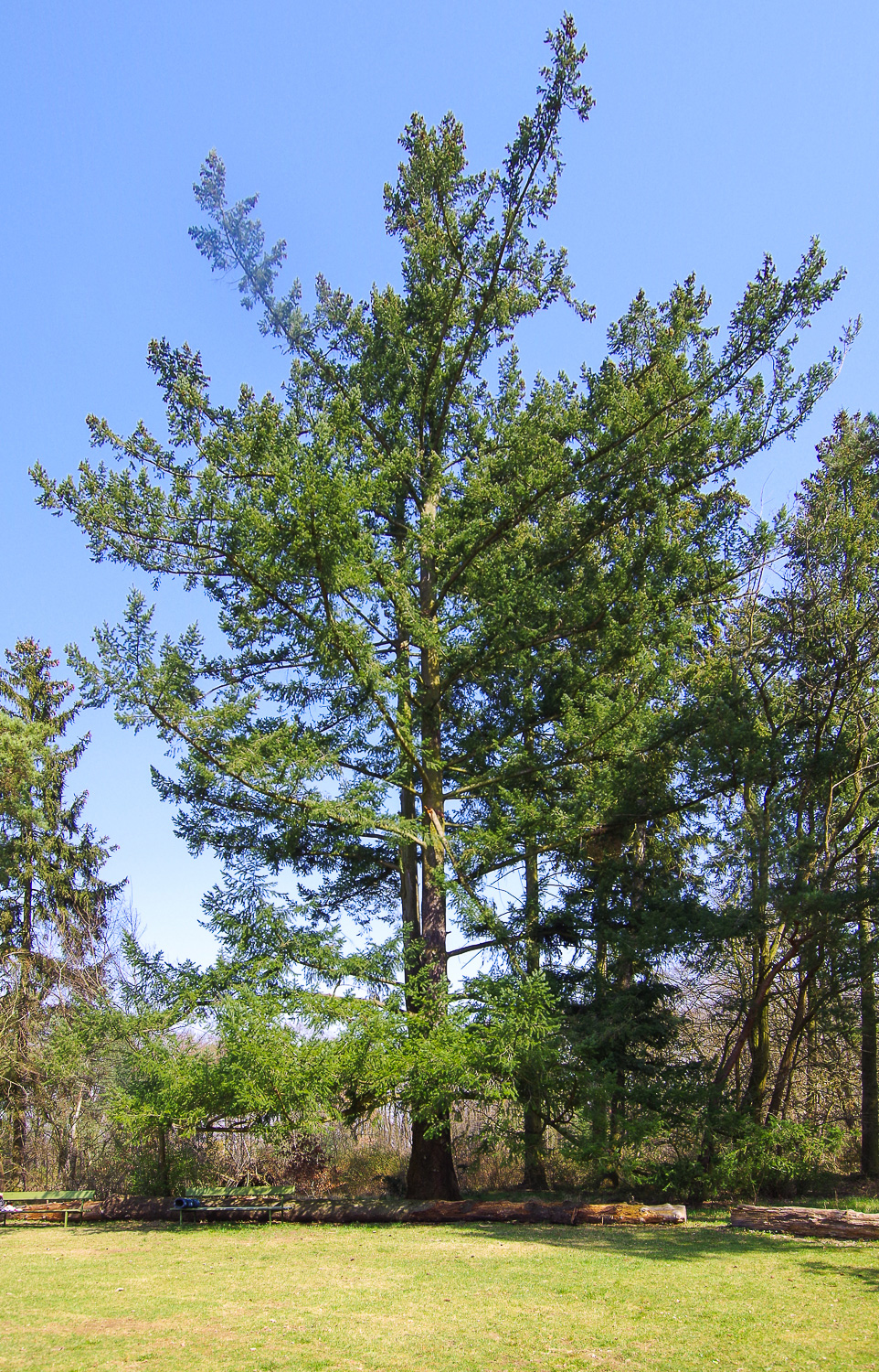 Pseudotsuga menziesii - Berlin, Pfaueninsel - Febr. 2025