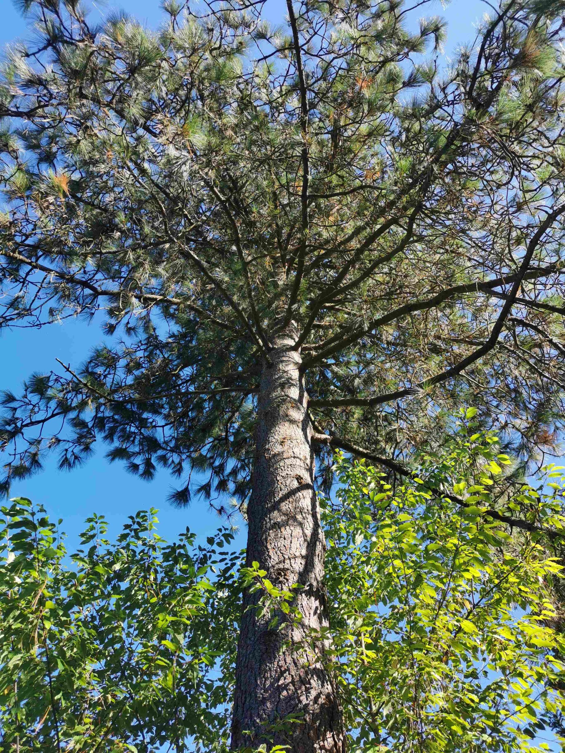 Pinus ponderosa - Röthenbach-St.Wolfgang - September 2025