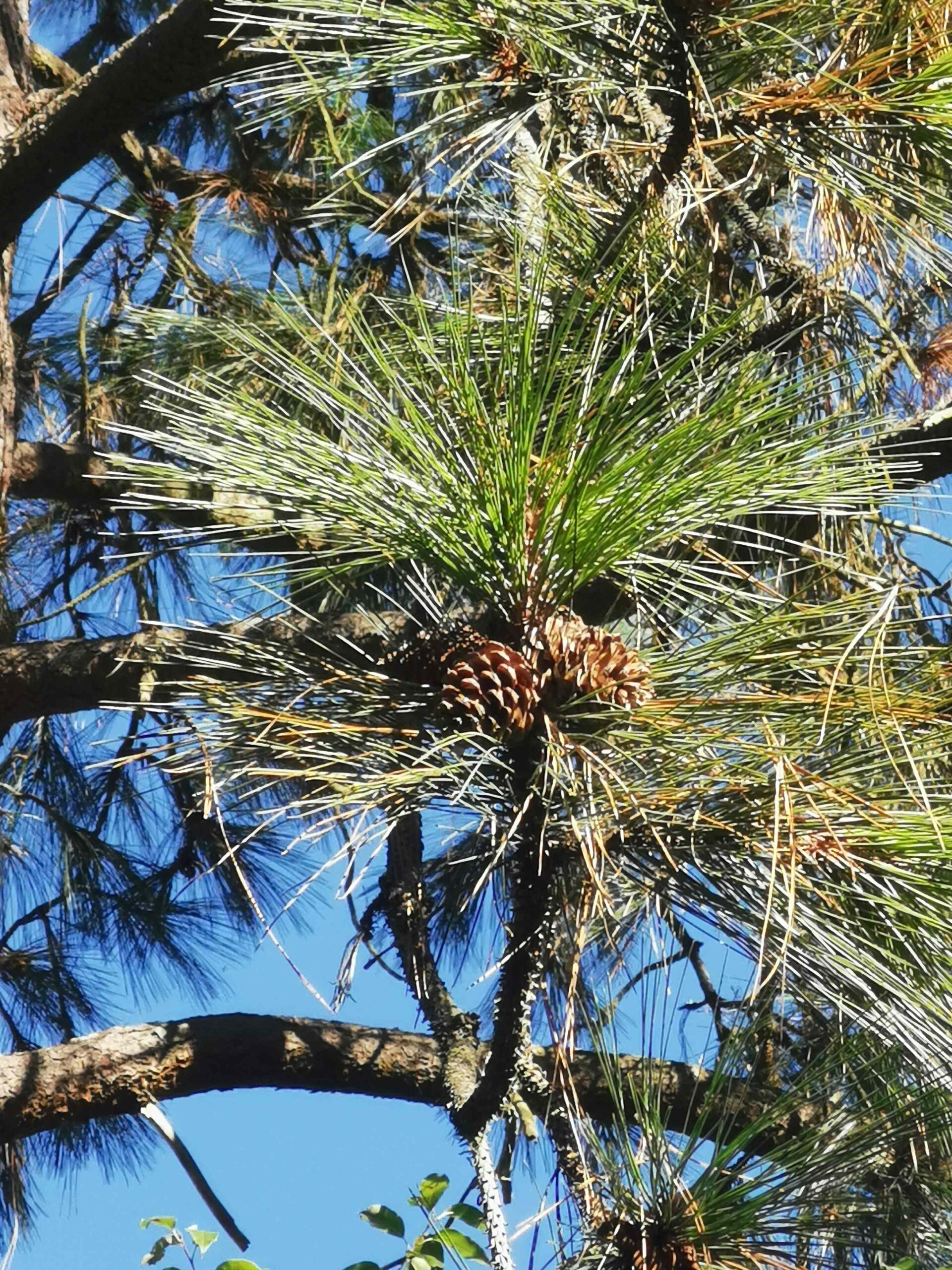 Pinus ponderosa - Röthenbach-St.Wolfgang - September 2025