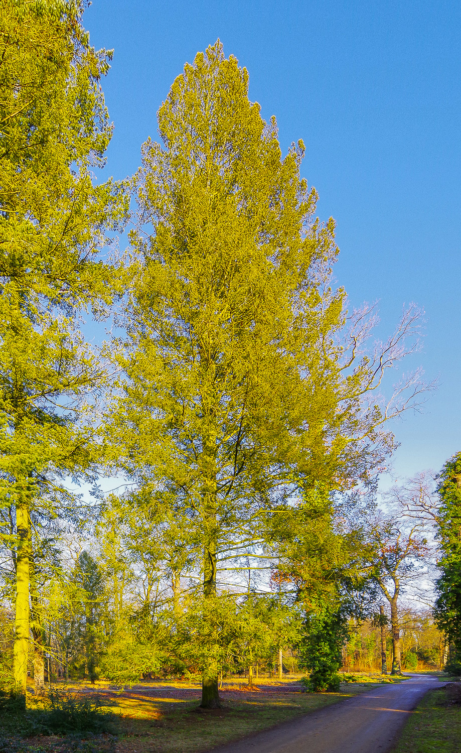 menziesii Pseudotsuga var. glauca