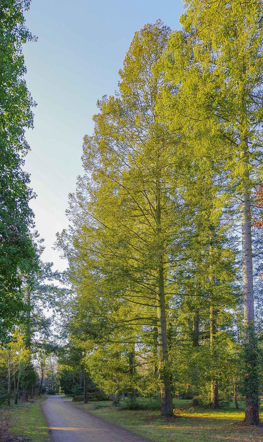 Pseudotsuga menziesii 'Glauca' - Potsdam, Park Sanssouci - Januar 2026