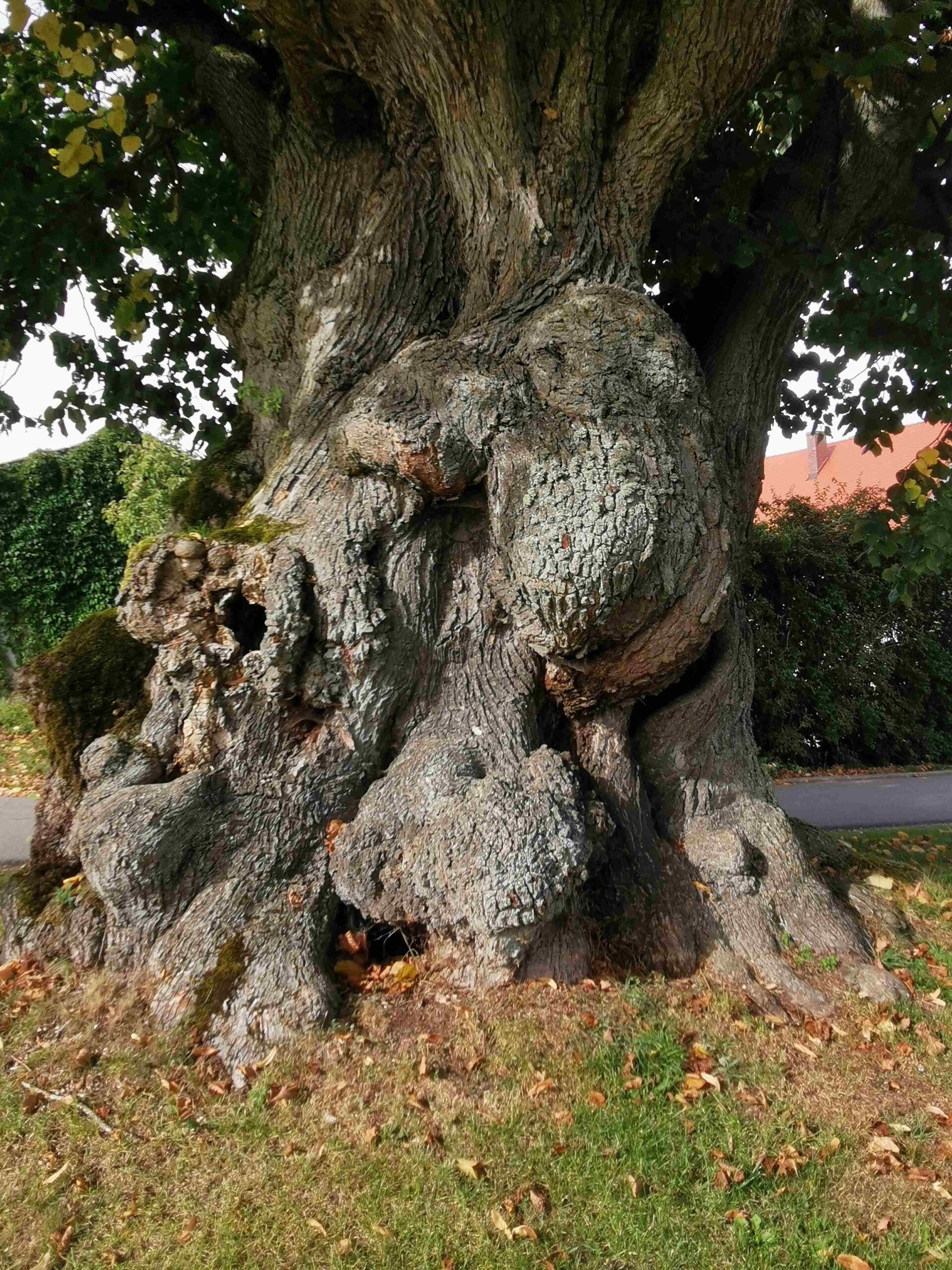 Tilia platyphyllos - Thalmässing-Hundszell - September 2025