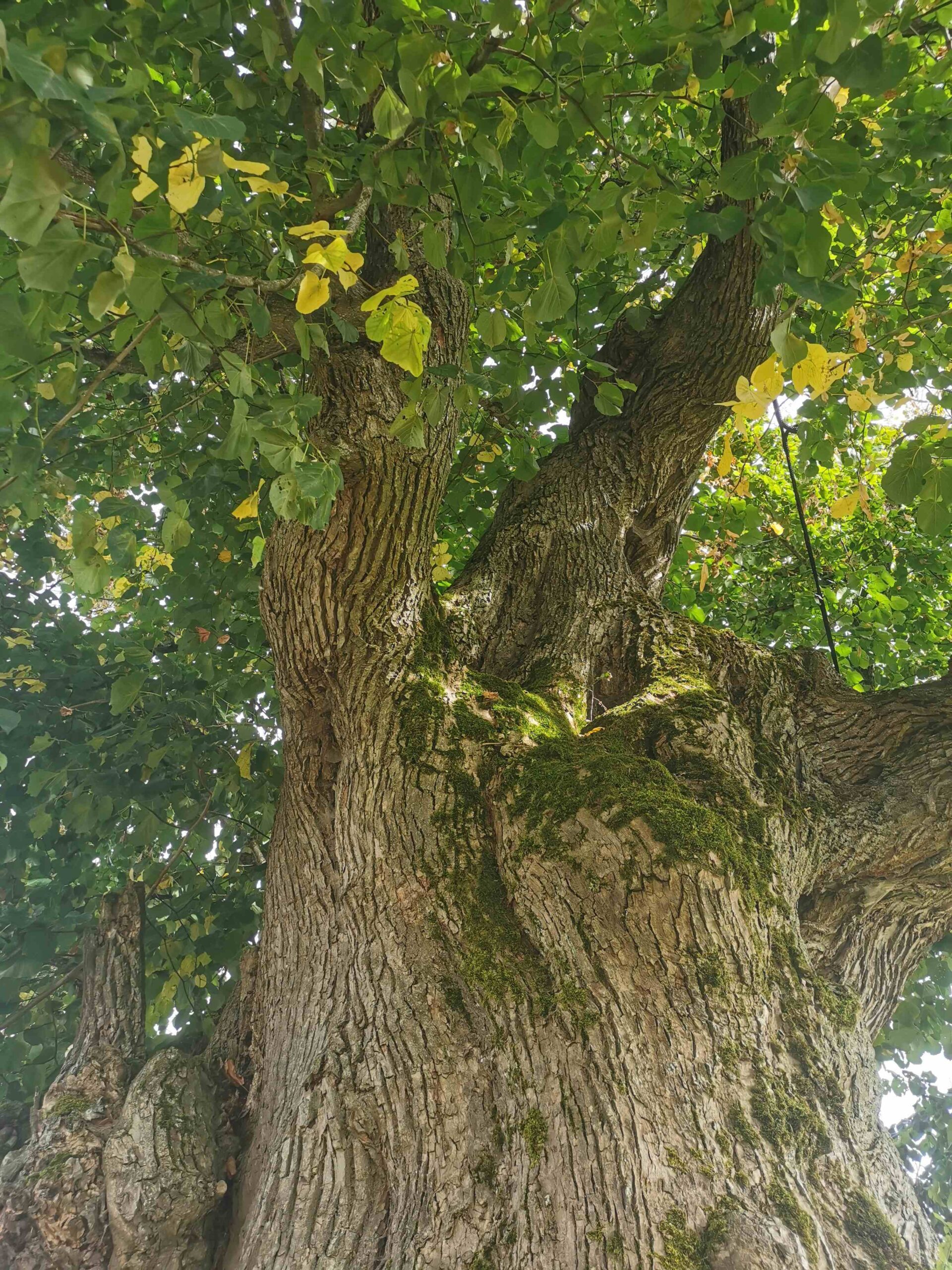 Tilia platyphyllos - Thalmässing-Hundszell - September 2025