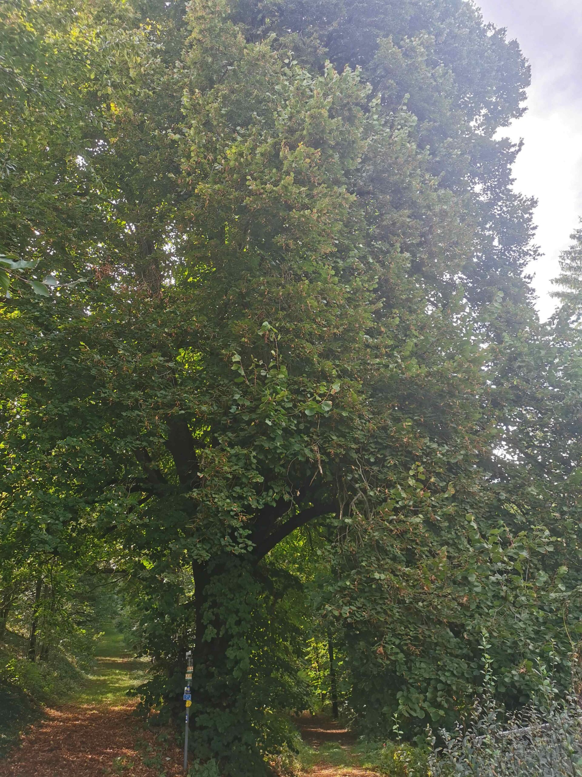Tilia × euchlora - Thalmässing-Landersdorf - September 2025