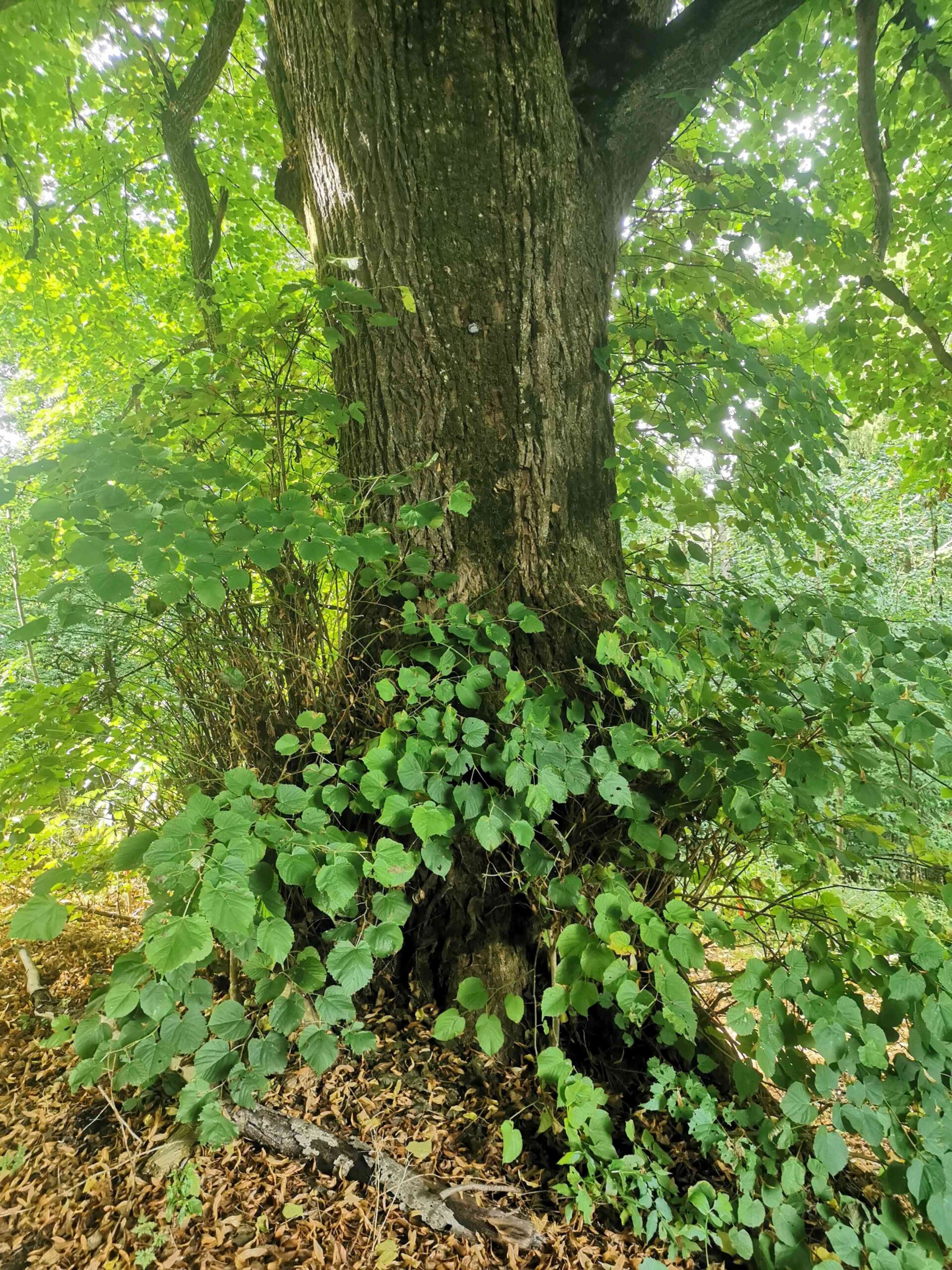 Tilia × euchlora - Thalmässing-Landersdorf - September 2025