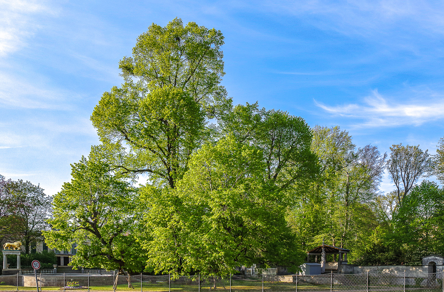 Tilia europaea 'Pallida' - Berlin, Schlossgarten Glienicke - April 2020