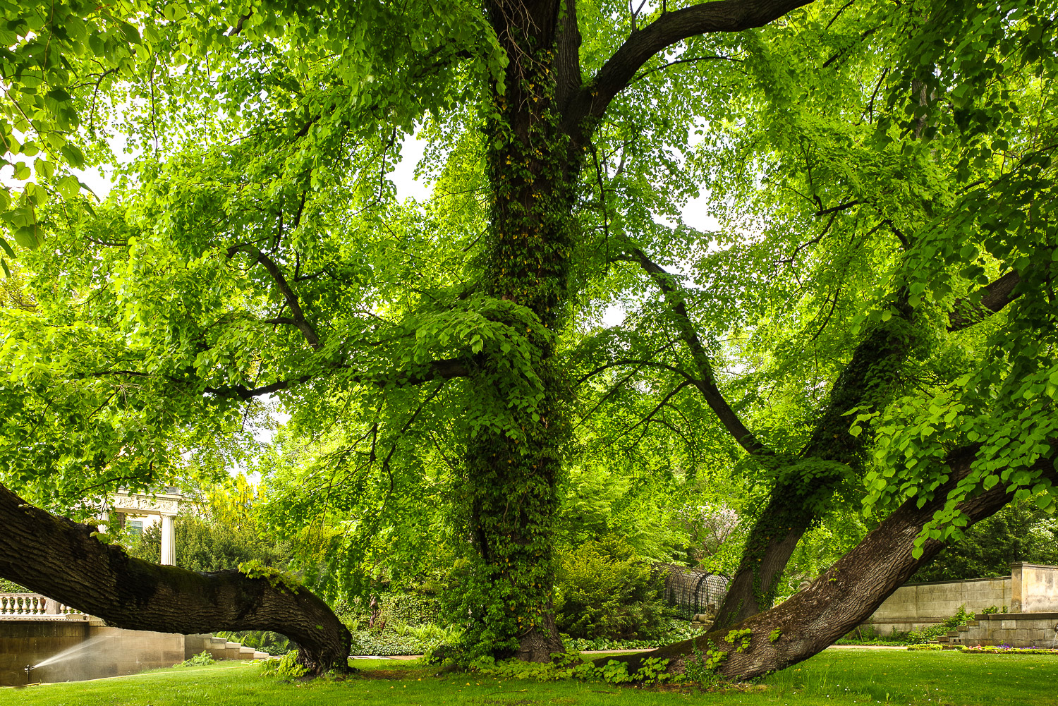 Tilia europaea 'Pallida' - Berlin, Schlossgarten Glienicke - Mai 2019
