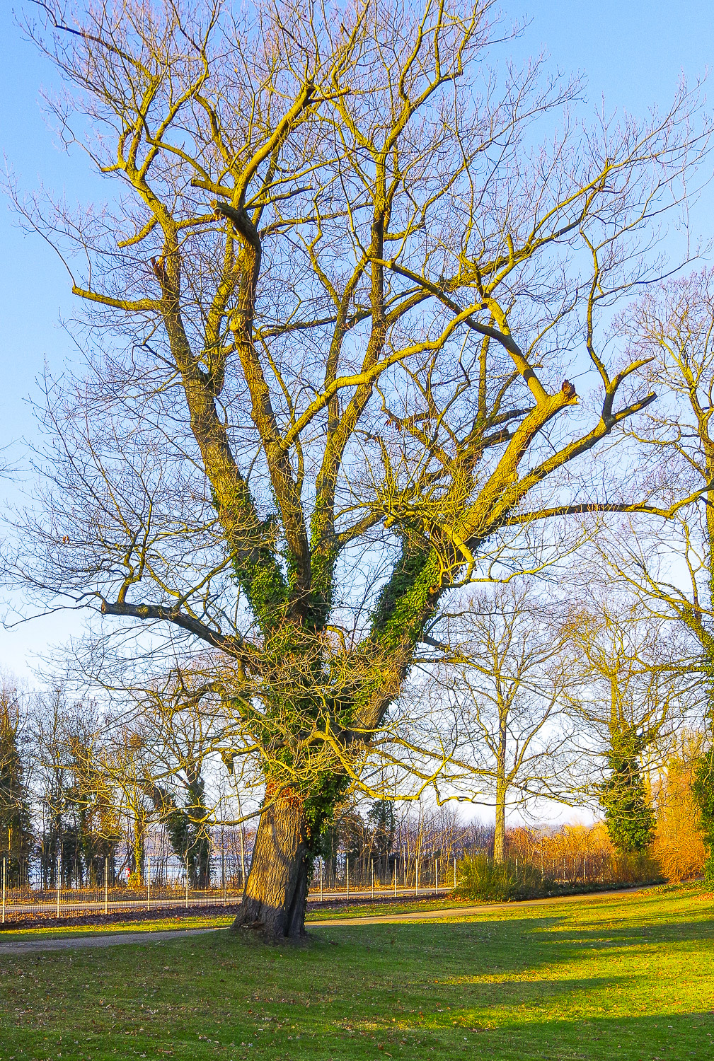 Quercus rubra