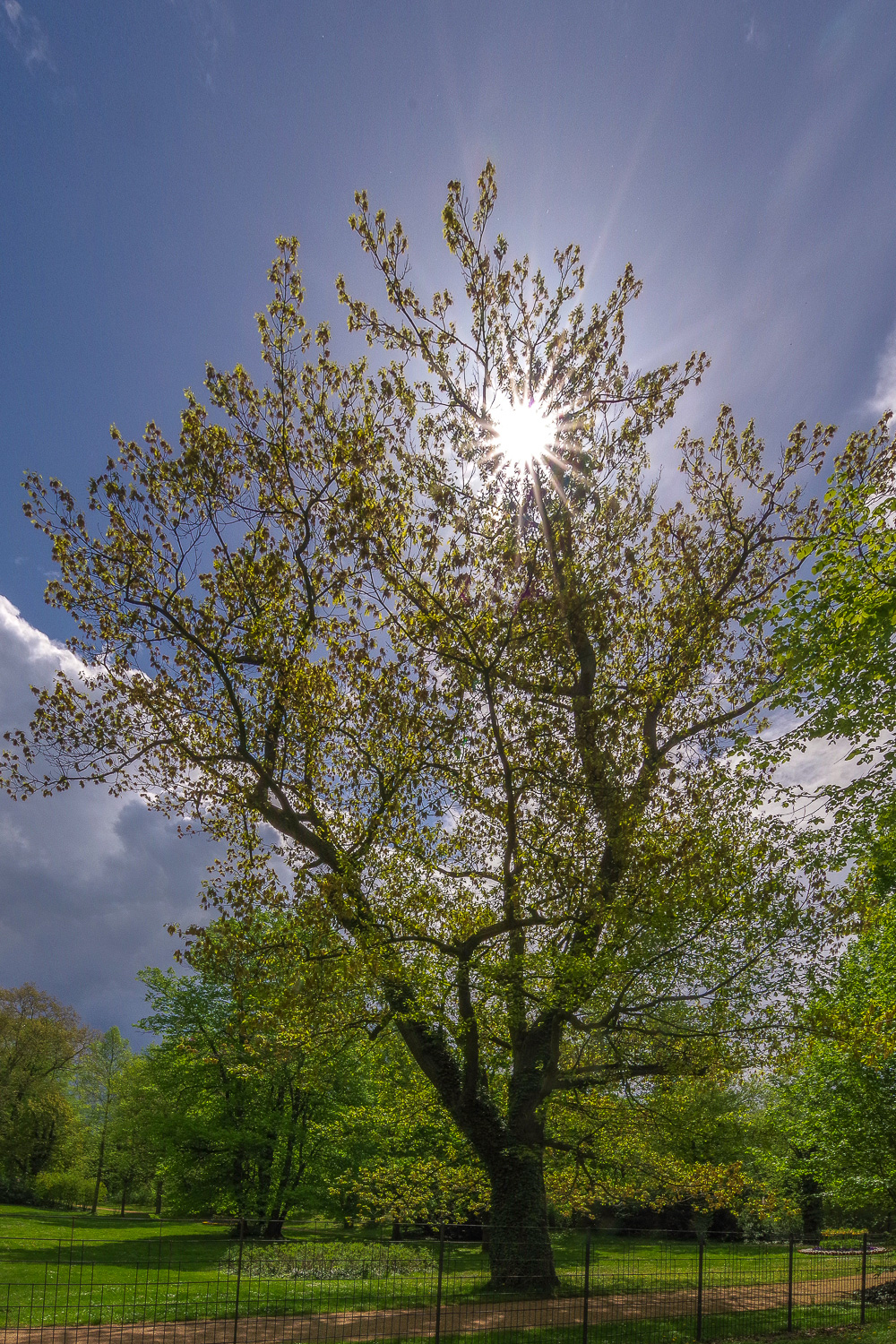 Quercus rubra - Berlin, Schlossgarten Glienicke - Mai 2021