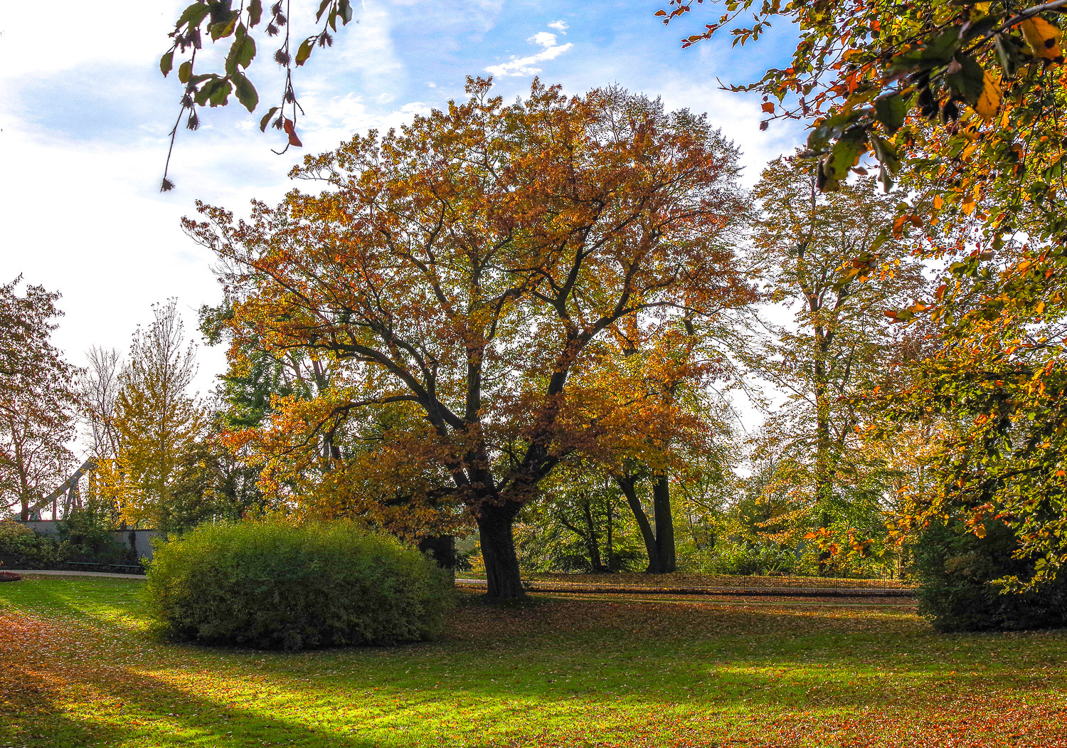 Quercus rubra - Berlin, Schlossgarten Glienicke - Okt. 2019