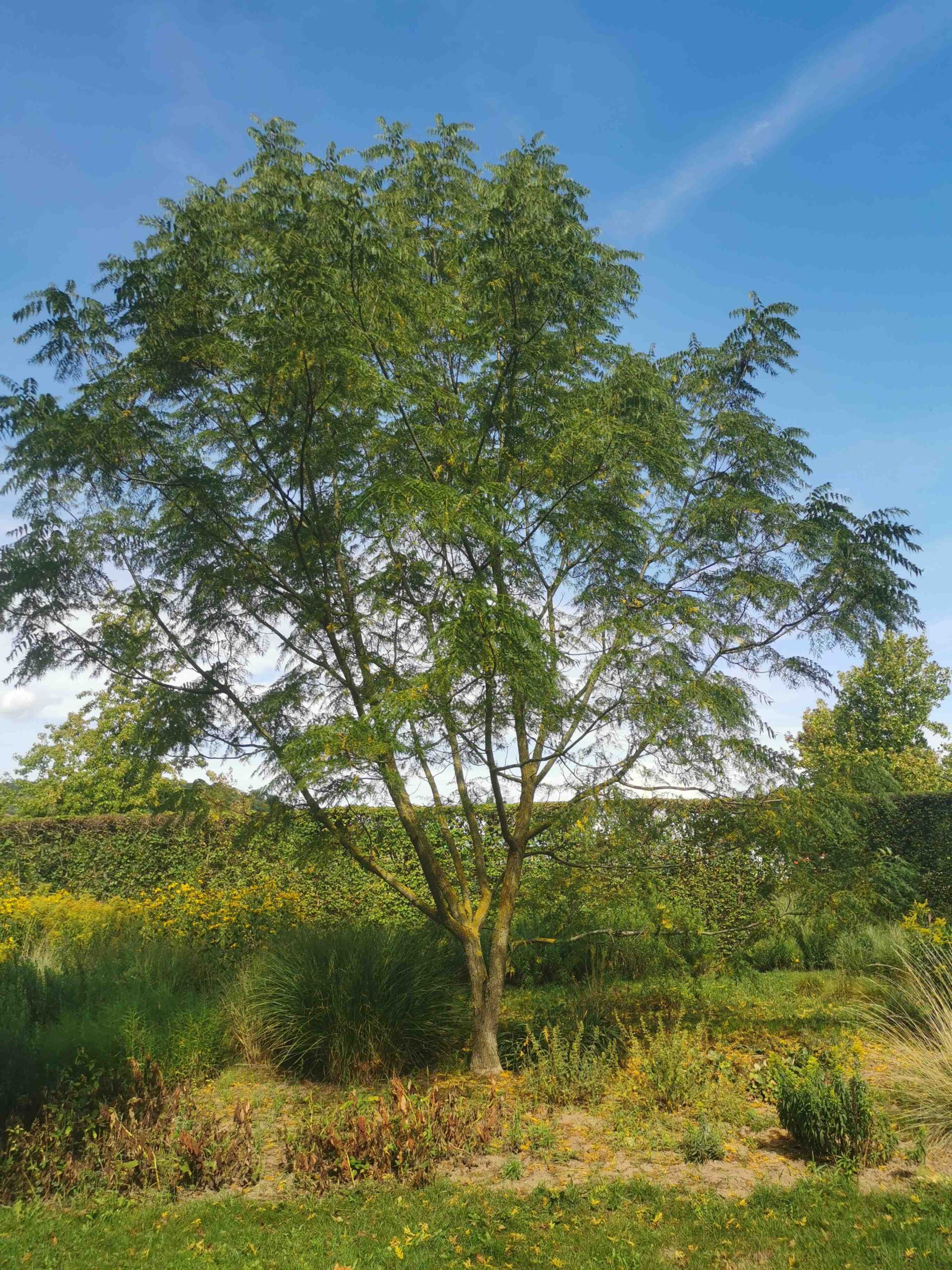 'Laciniata' Juglans regia