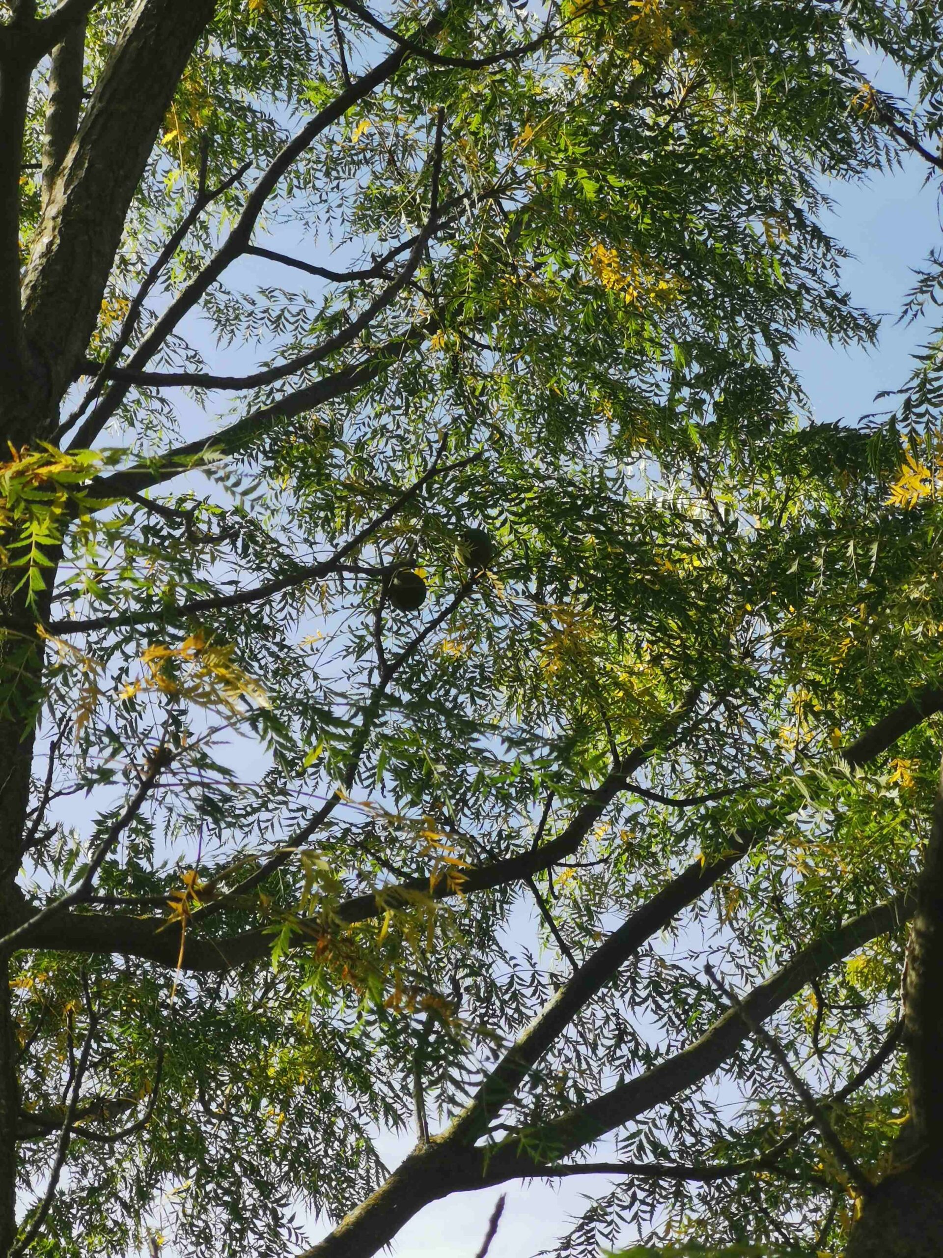 Juglans regia 'Laciniata' - Gera - September 2025