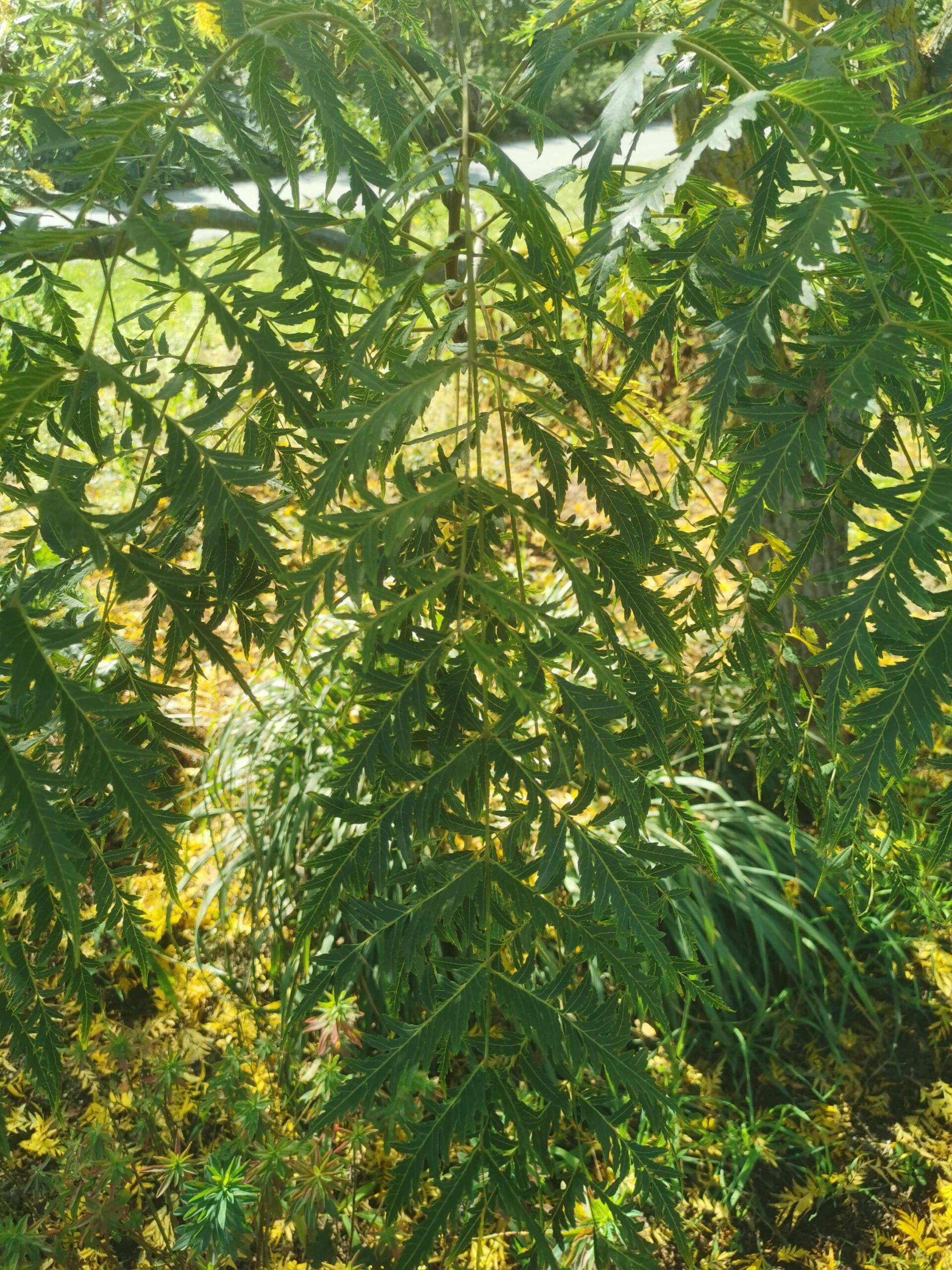 Juglans regia 'Laciniata' - Gera - September 2025