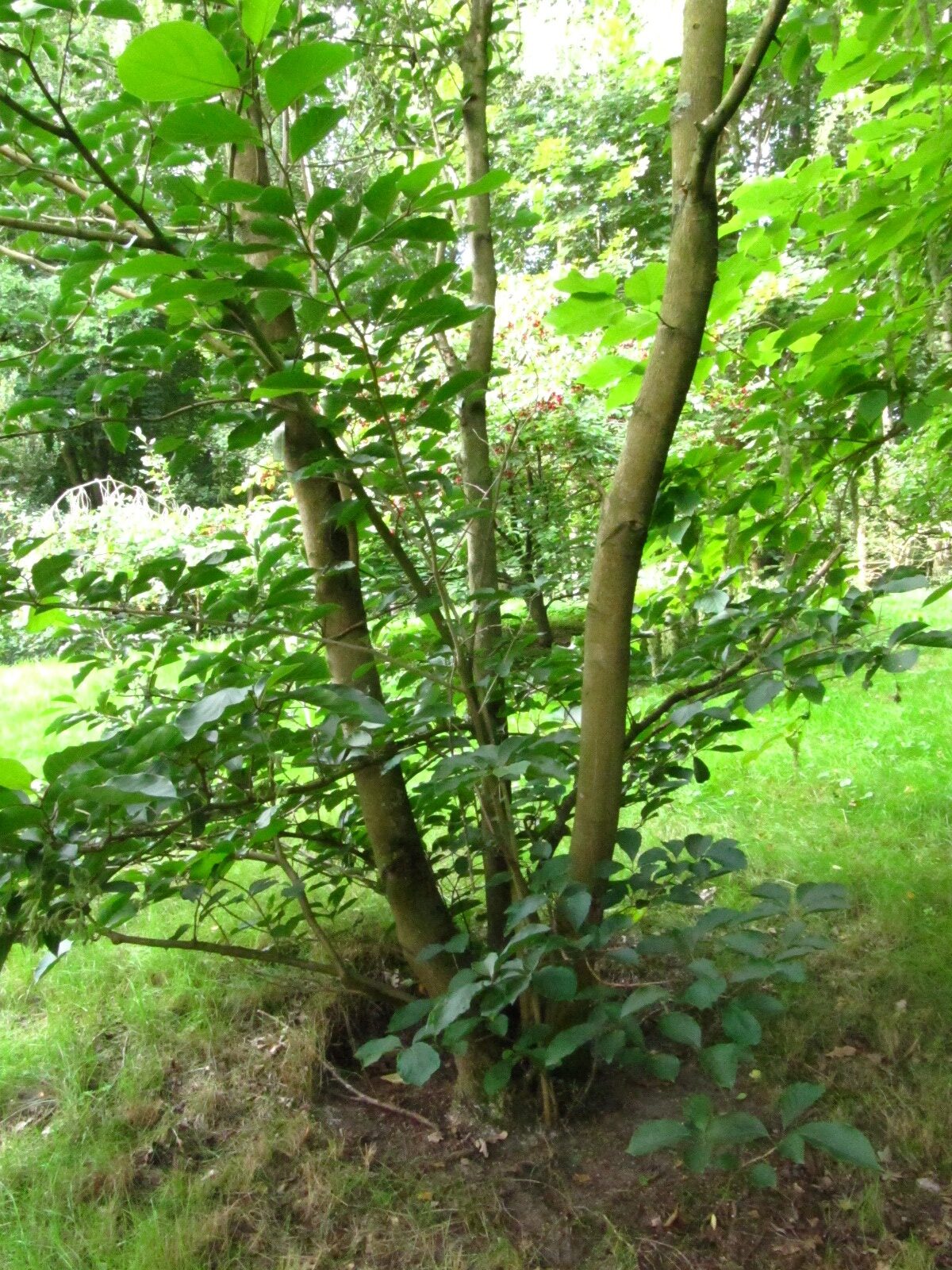 corymbosus Pterostyrax
