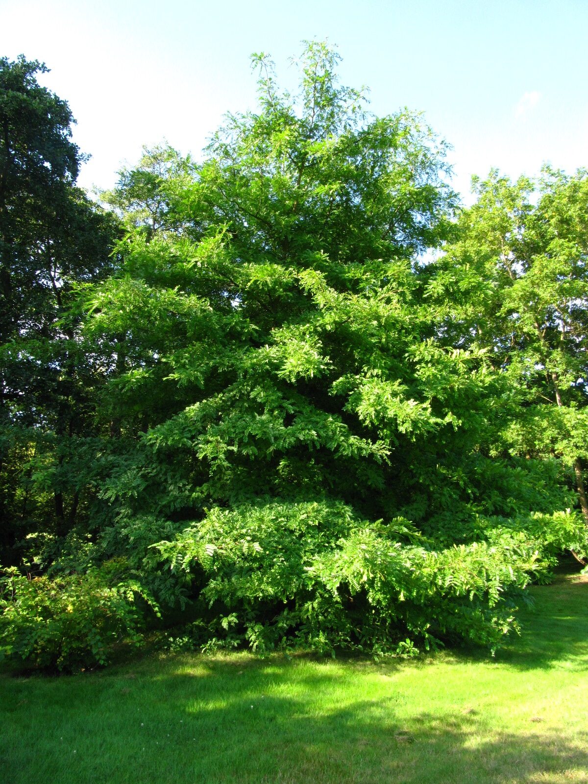 Gleditsia japonica - Iken Arboretum HB-Oberneuland - Aug. 2025