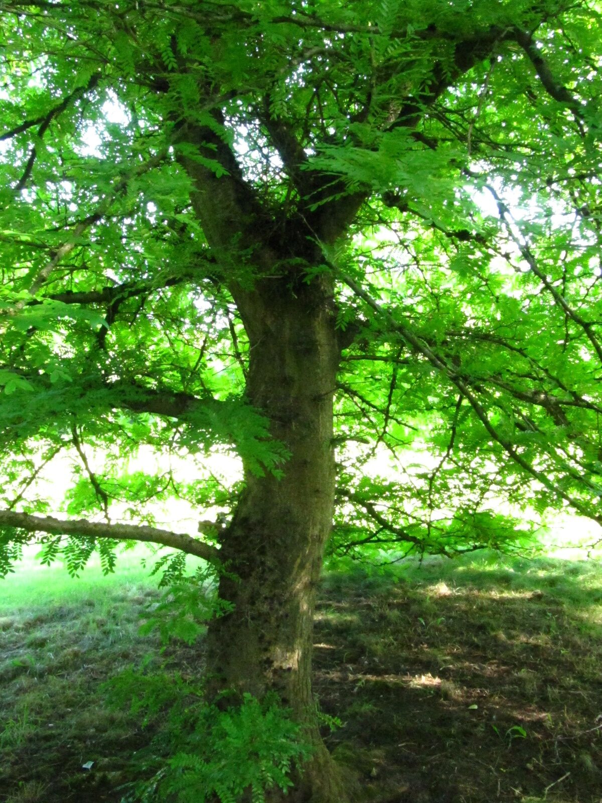 Gleditsia japonica - Iken Arboretum HB-Oberneuland - Aug. 2025