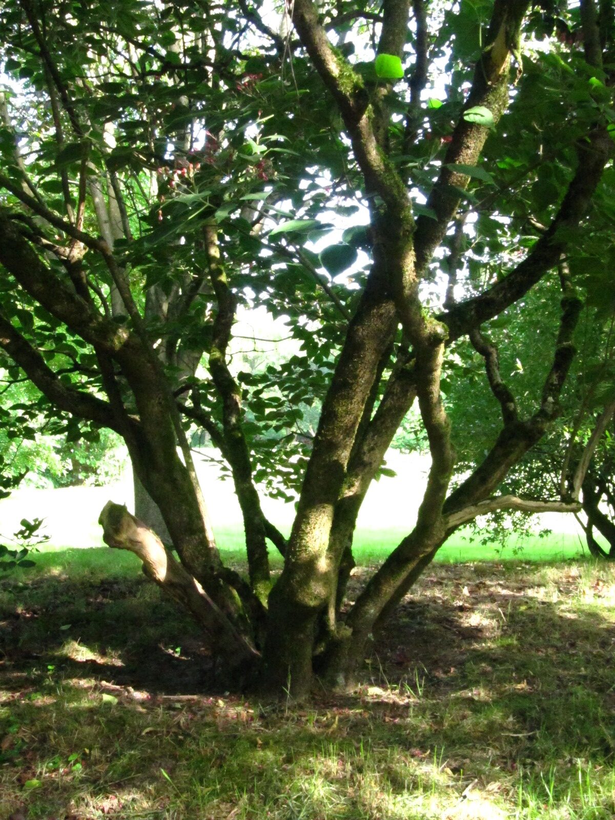 Clerodendrum trichotonum var. fargesii - Iken Arboretum HB- Oberneuland - Aug. 2025