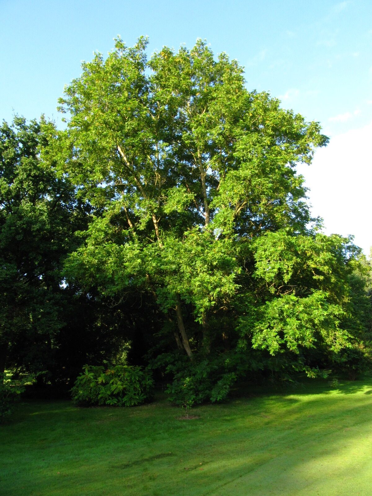 × rehderiana Pterocarya
