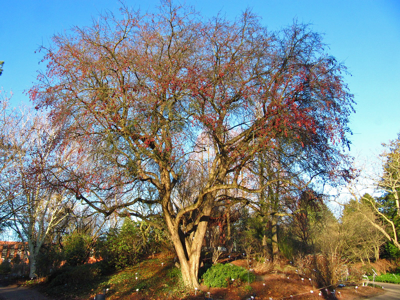 Malus hupehensis - Botanischer Garten, Hamburg - Dez. 2025