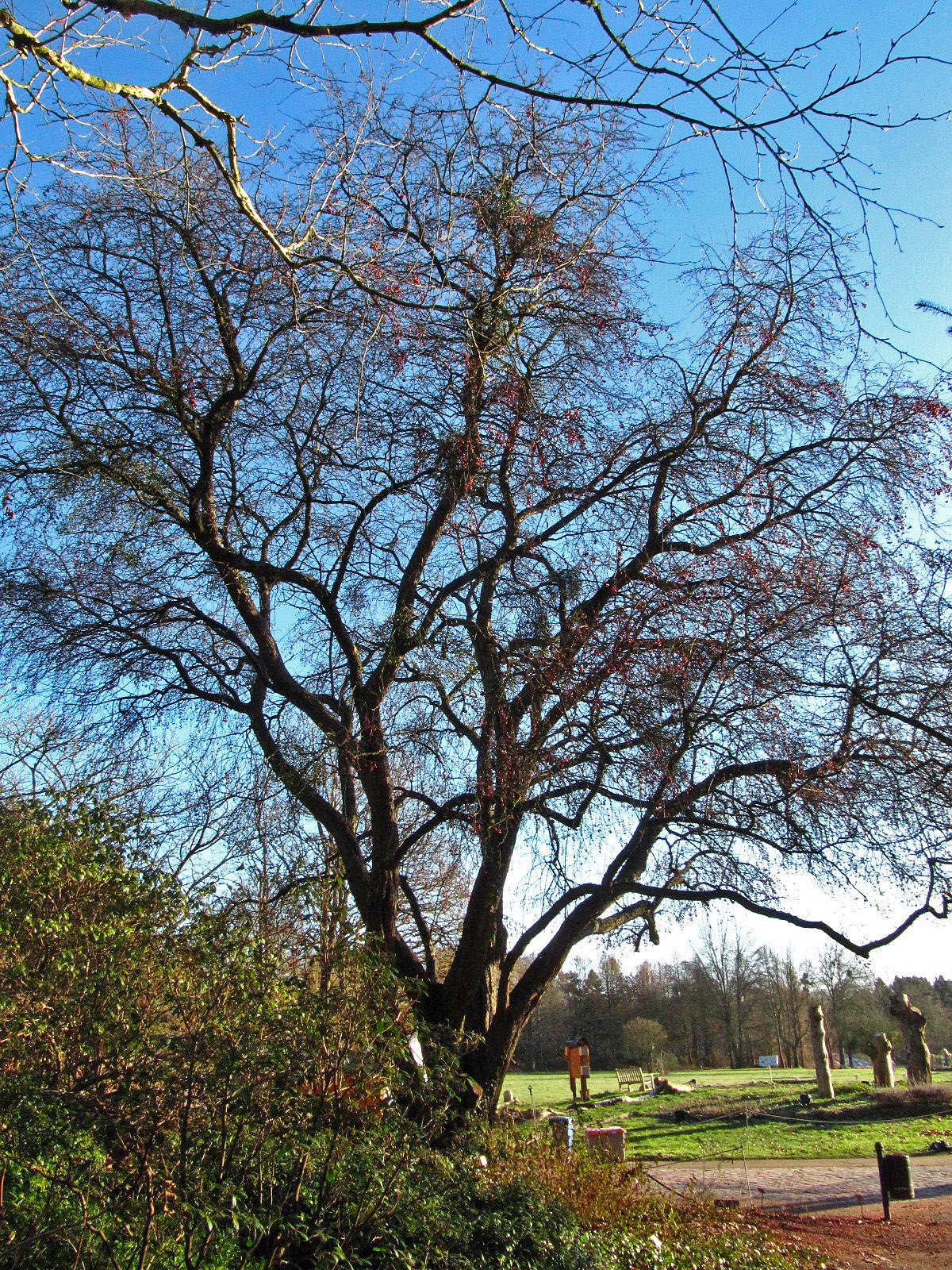 Malus hupehensis - Botanischer Garten, Hamburg - Dez. 2025