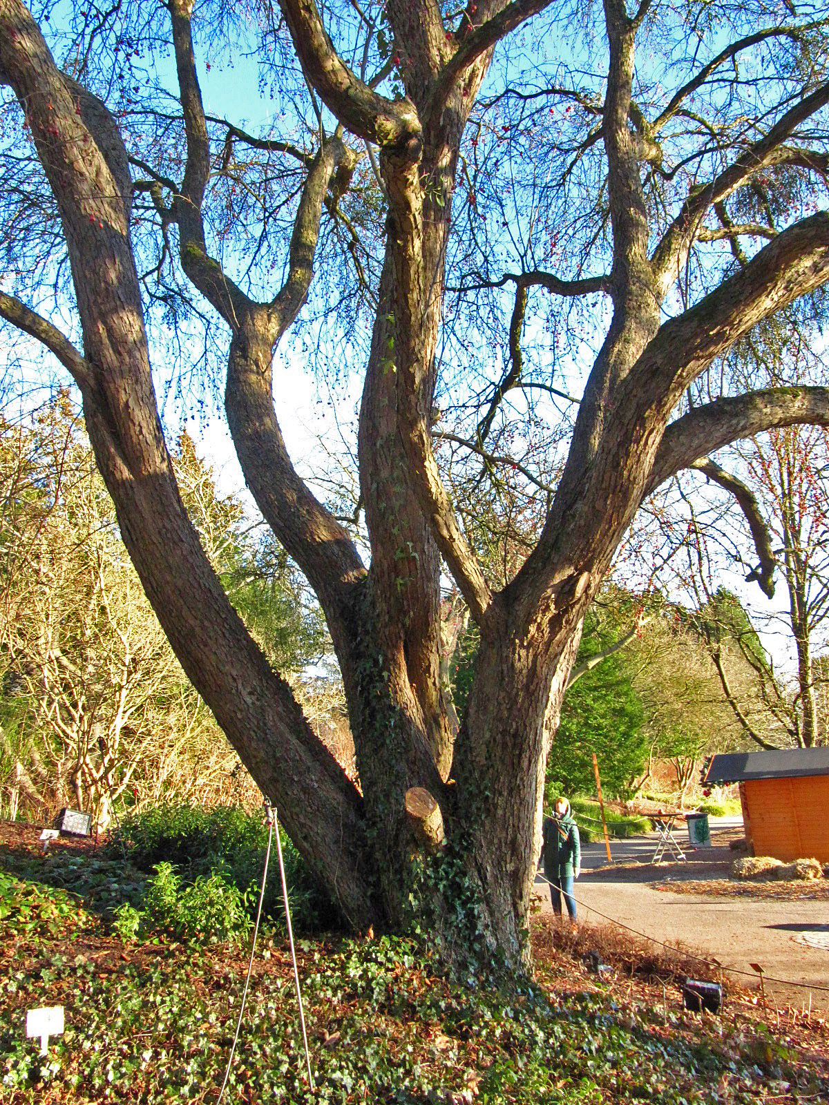 Malus hupehensis - Botanischer Garten, Hamburg - Dez. 2025