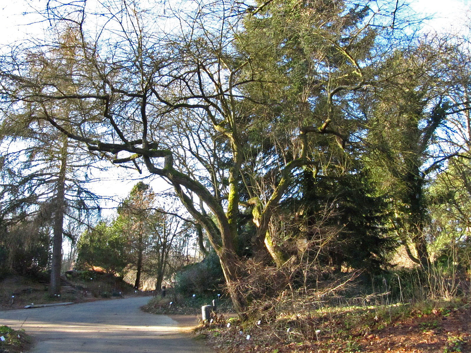 cocomilia Prunus