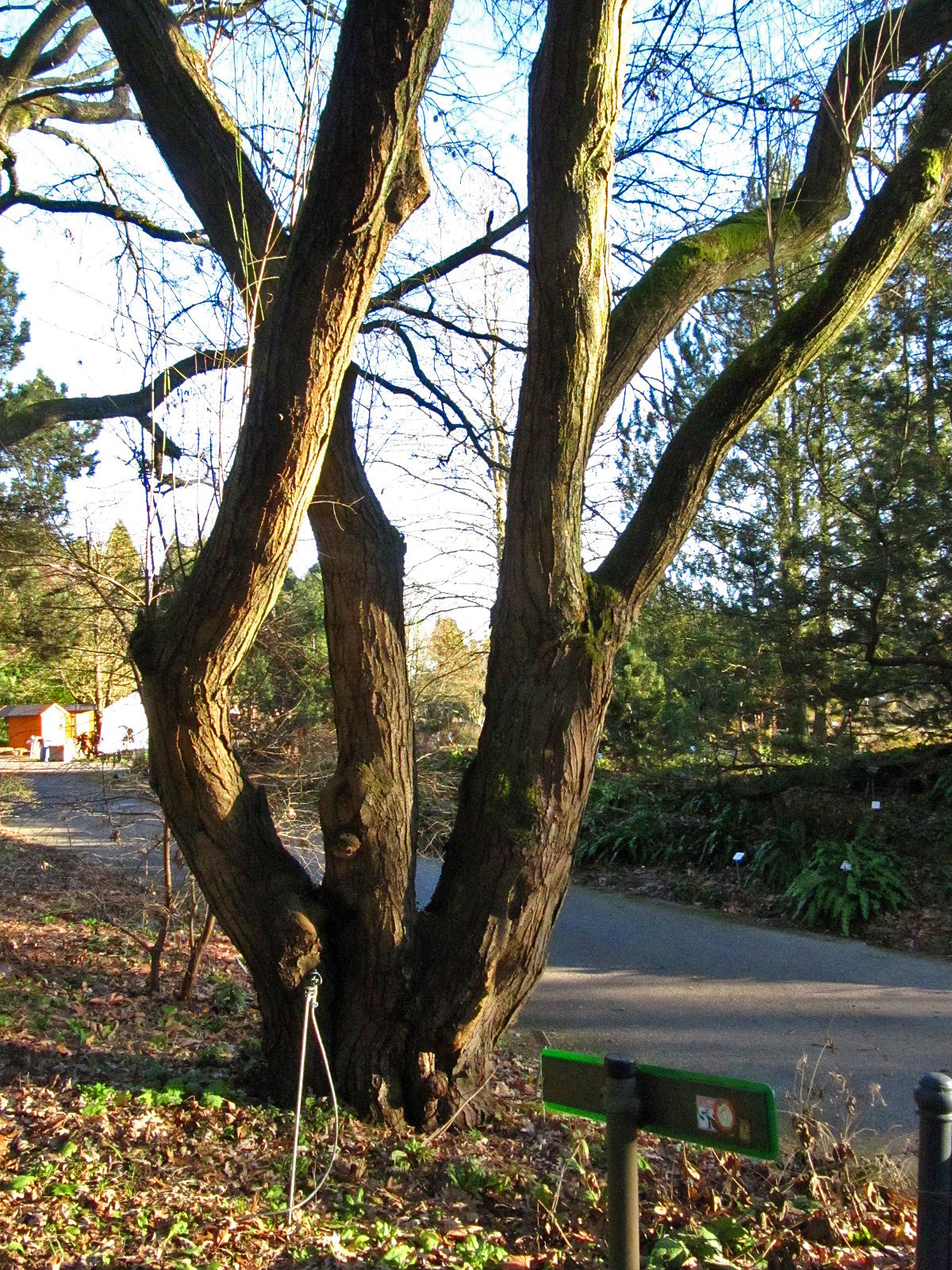 Prunus cocomilia - Botanischer Garten, Hamburg - Dez. 2025