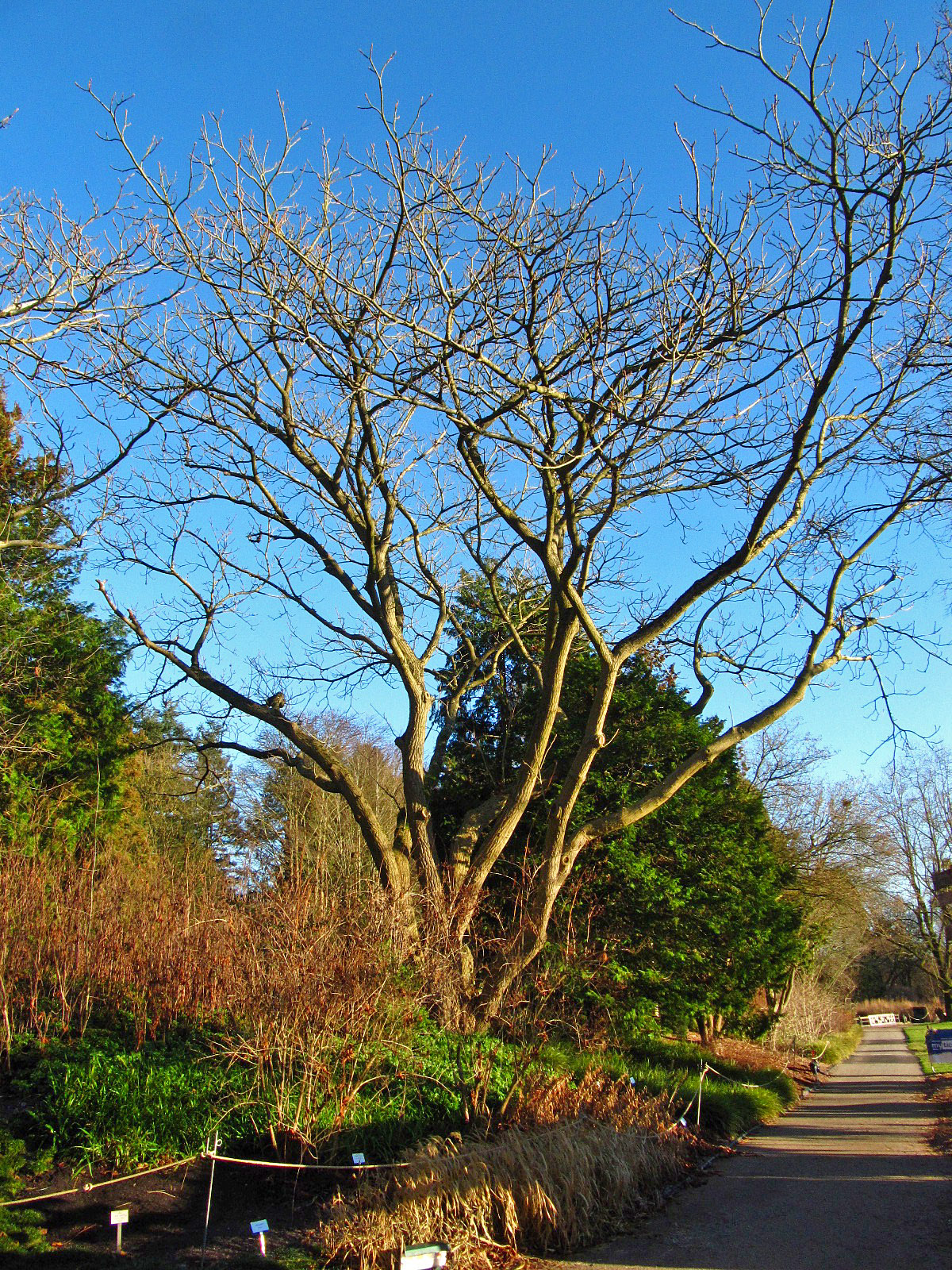 Juglans ailantifolia var. cordiformis - Bot. Garten, Hamburg - Dez. 2025
