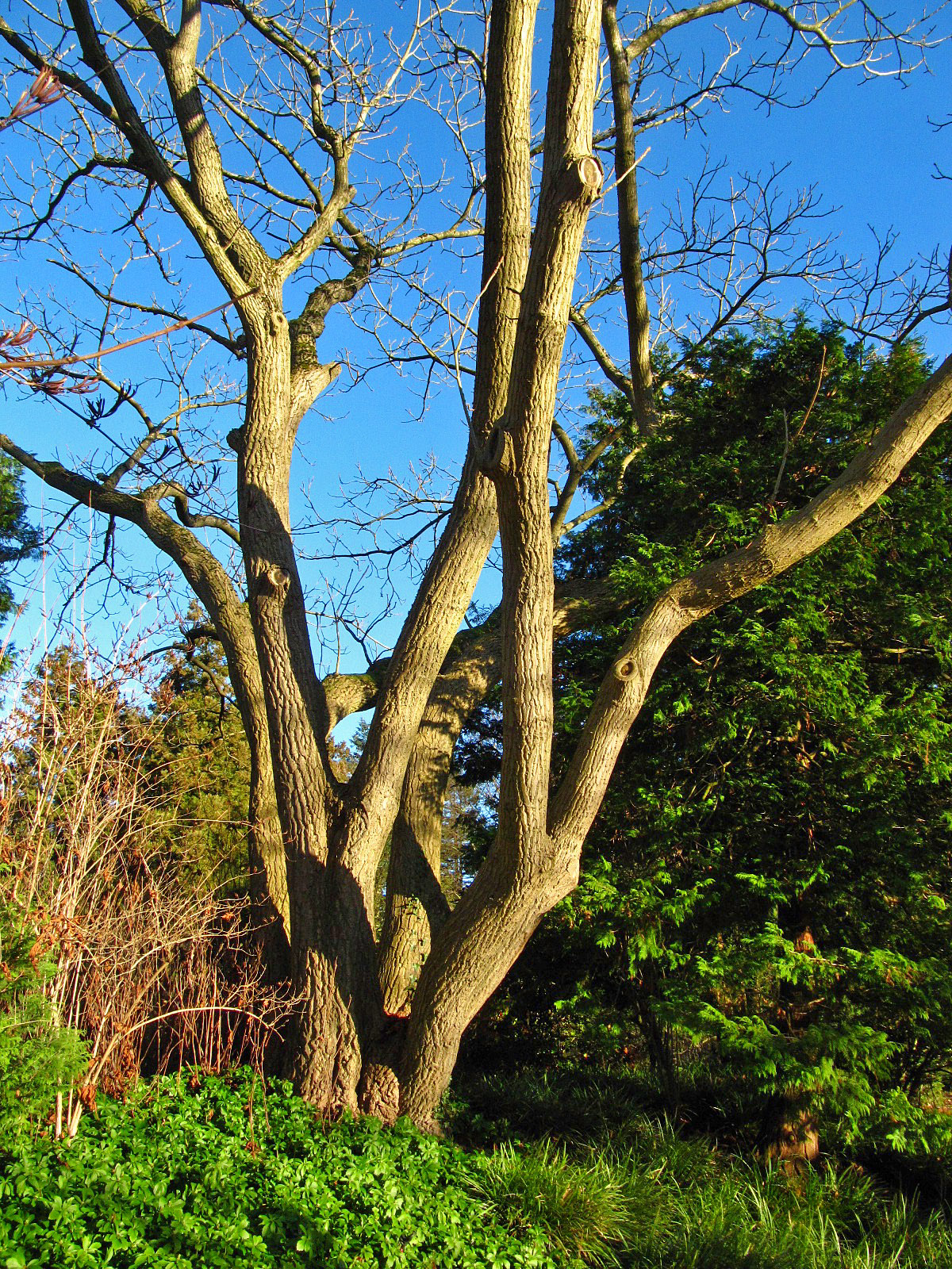 Juglans ailantifolia var. cordiformis - Bot. Garten, Hamburg - Dez. 2025
