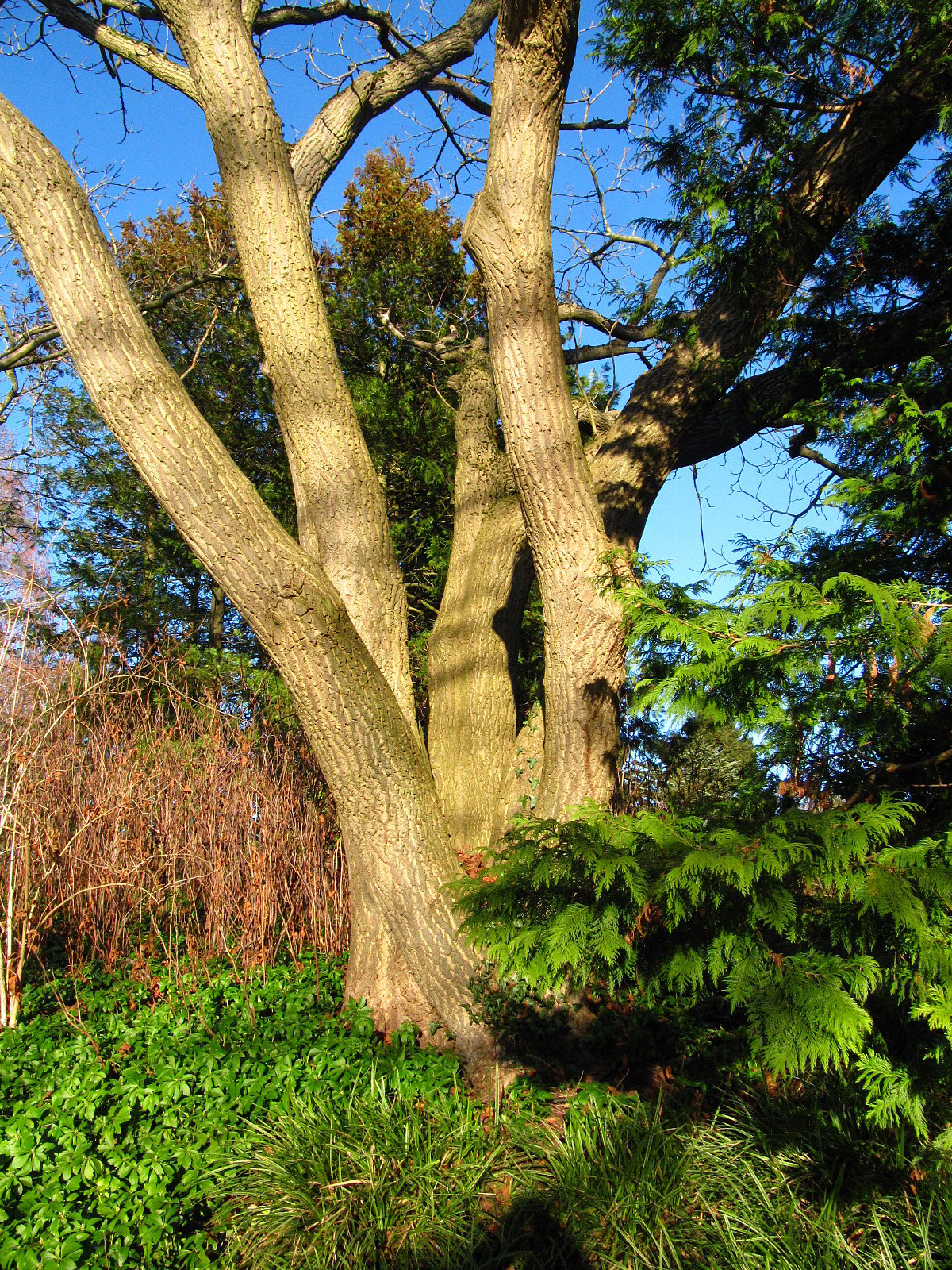Juglans ailantifolia var. cordiformis - Bot. Garten, Hamburg - Dez. 2025