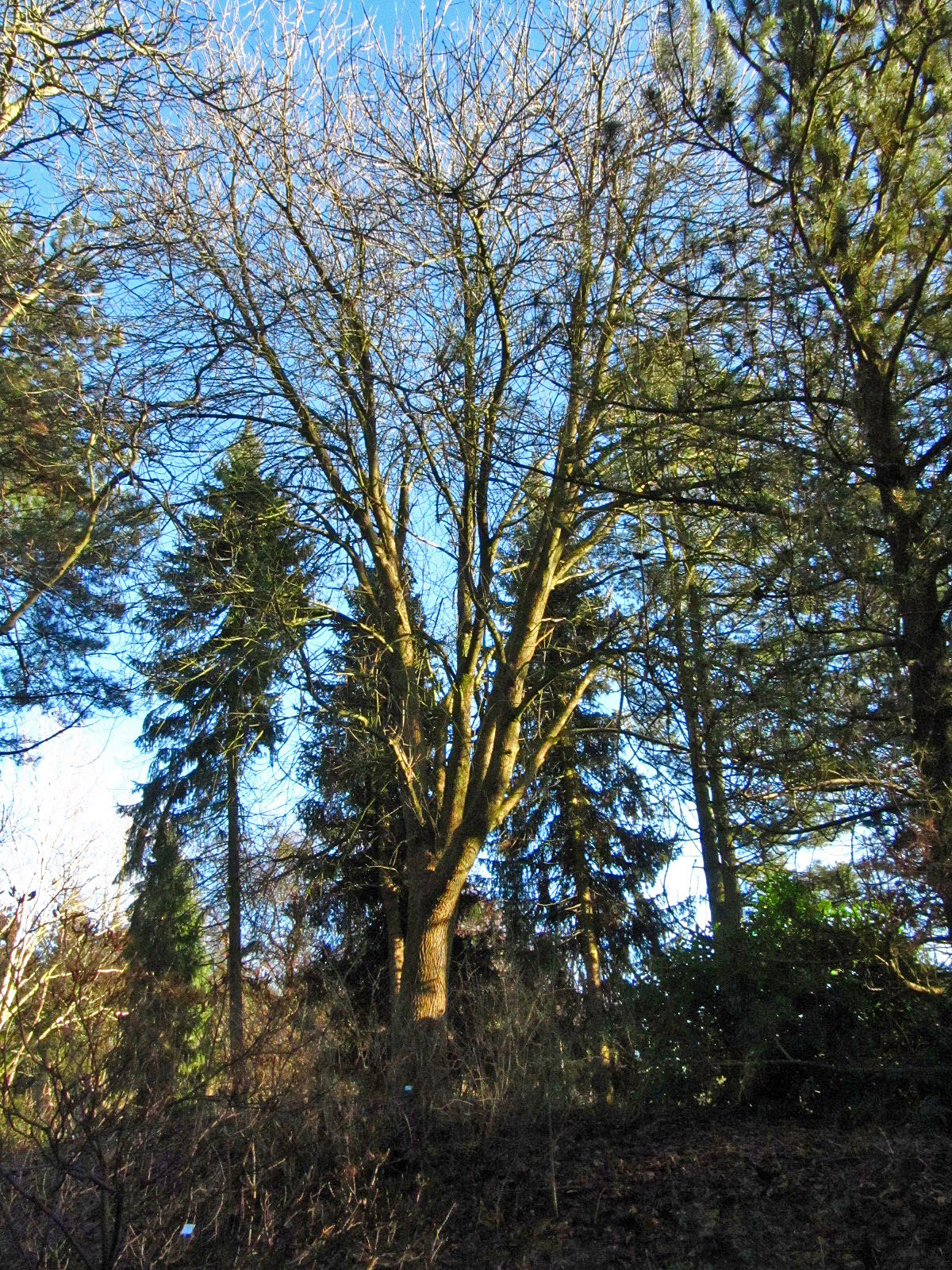 Fraxinus pallisae - Botanischer Garten, Hamburg - Dez. 2025