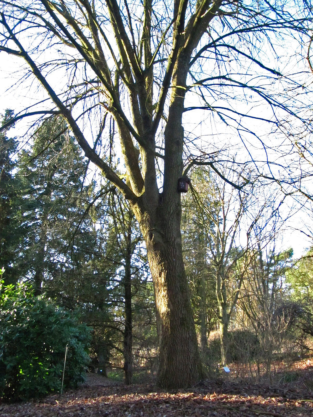 Fraxinus pallisae - Botanischer Garten, Hamburg - Dez. 2025
