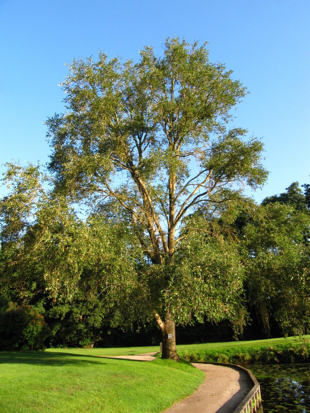 Populus simonii