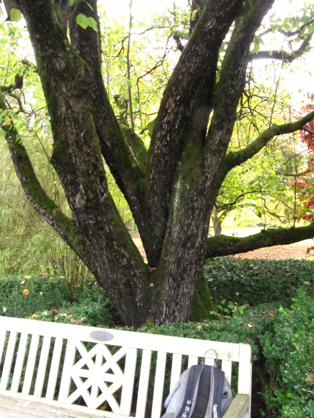 Malus yunnanensis 'Vilmorin' - Arboretum Ellerhoop - Okt. 2025
