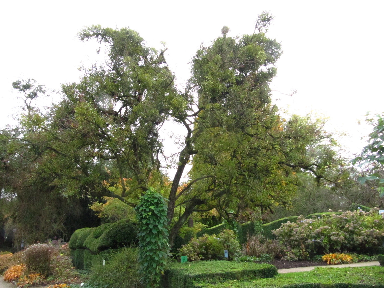 'Calocarpa' × zumi Malus