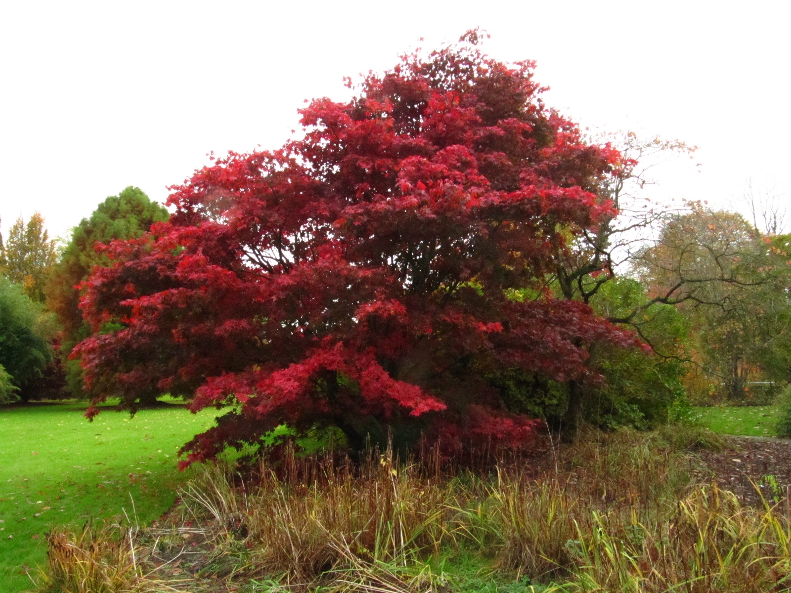 Acer palmatum 'Osakazuki' - Arboretum Ellerhoop - Okt. 2025