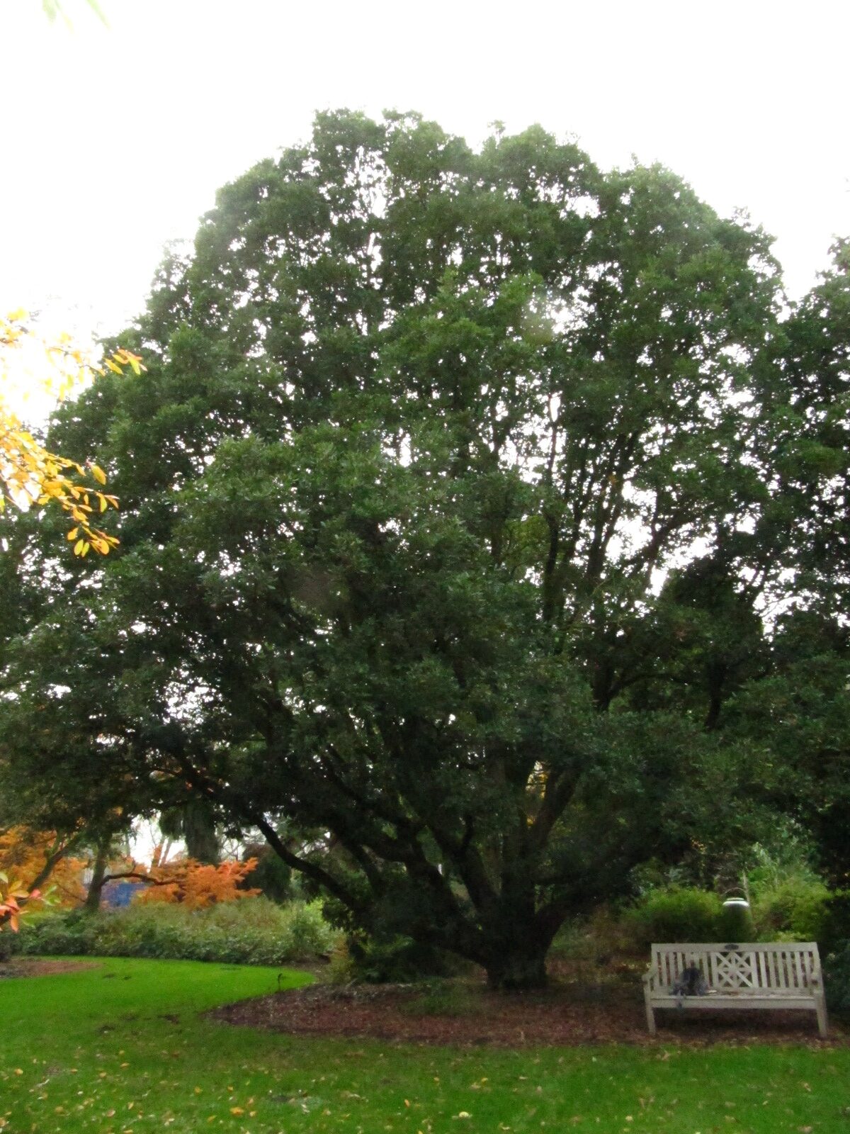 Quercus × turneri 'Pseudoturneri' - Arboretum Ellerhoop - Okt. 2025