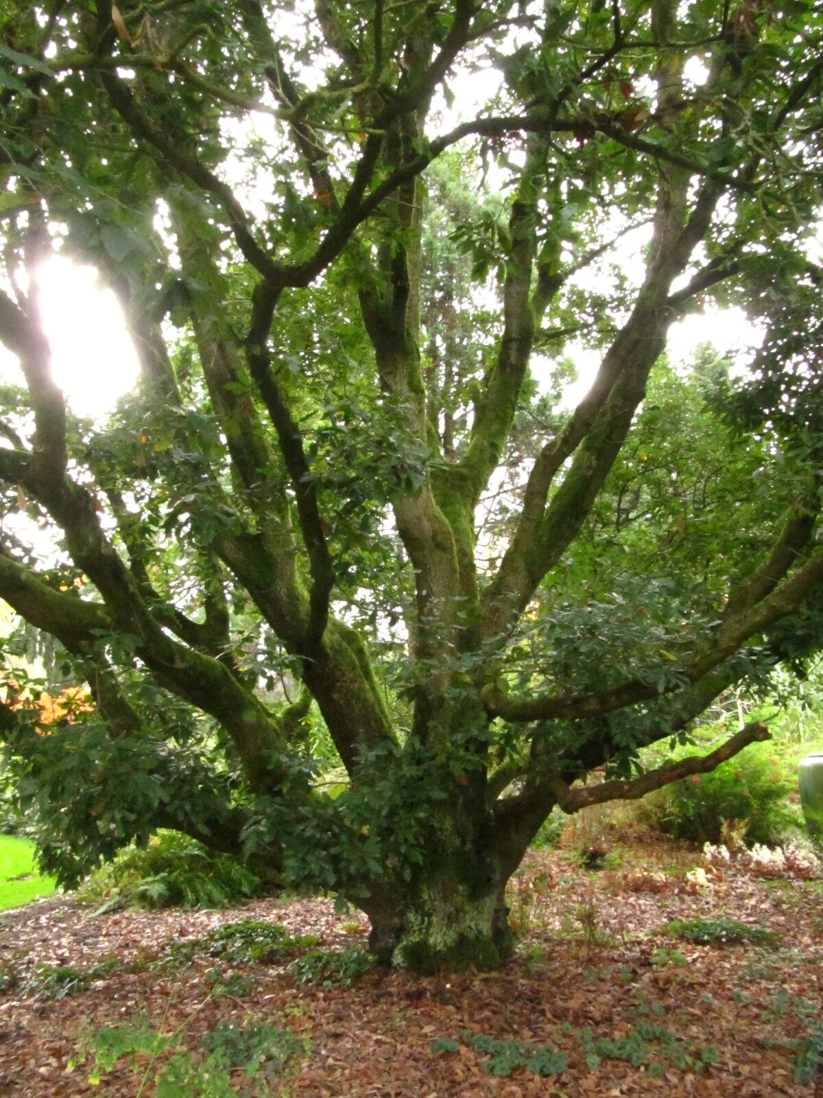 Quercus × turneri 'Pseudoturneri' - Arboretum Ellerhoop - Okt. 2025