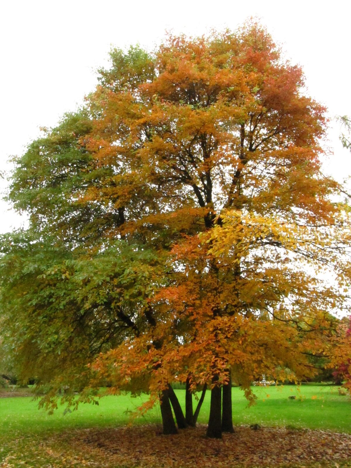 Nyssa sylvatica - Arboretum Ellerhoop - Okt. 2025