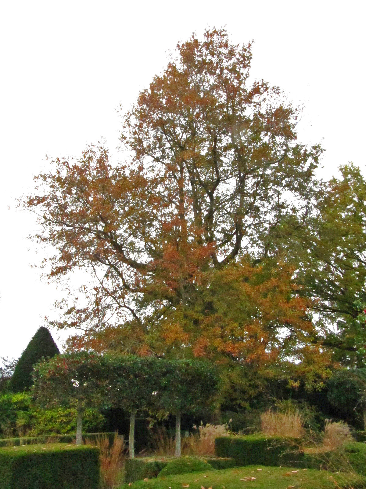 Quercus imbricaria - Arboretum Ellerhoop - Okt. 2025