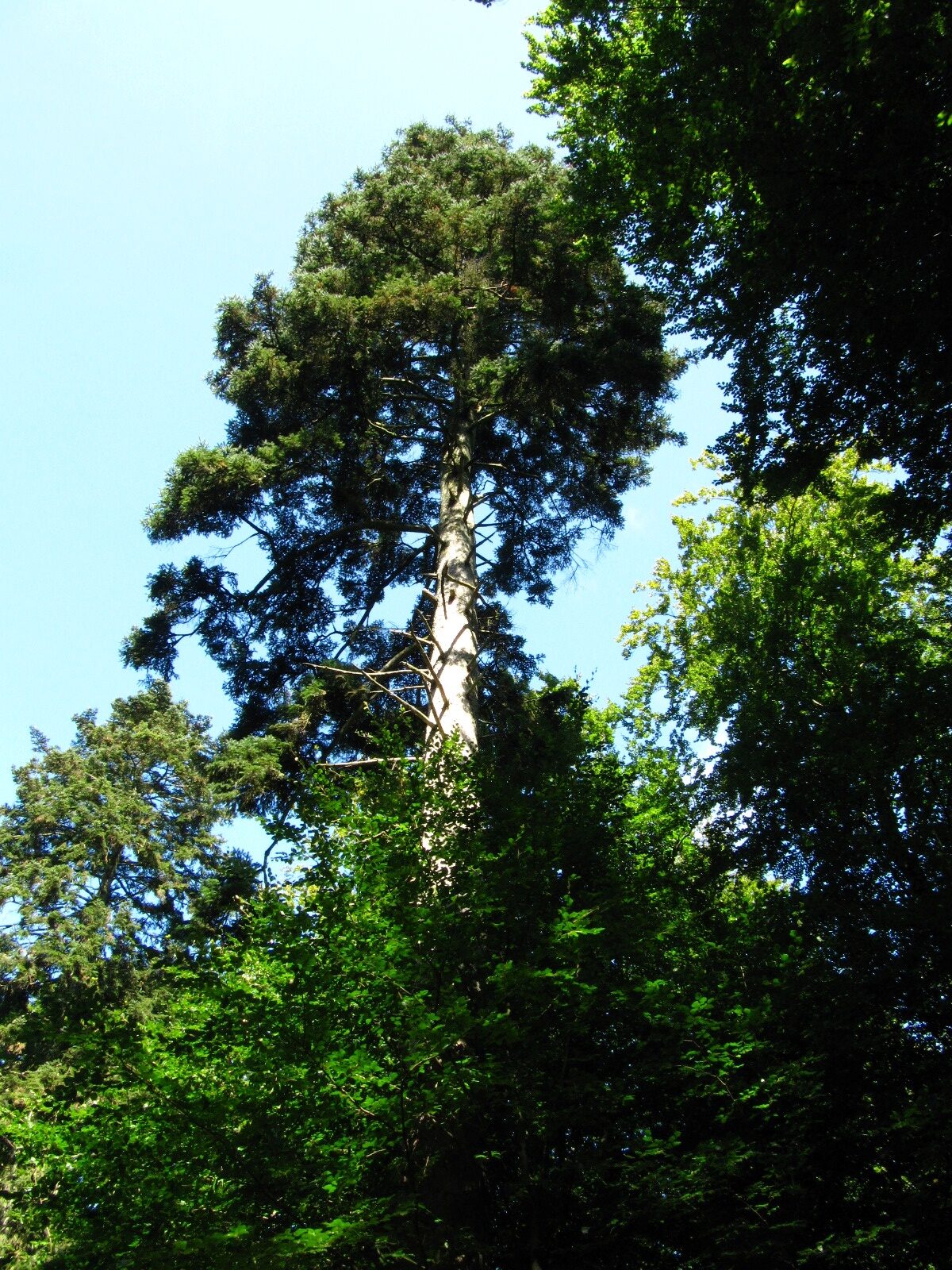 Abies alba - Leversen - Aug. 2025