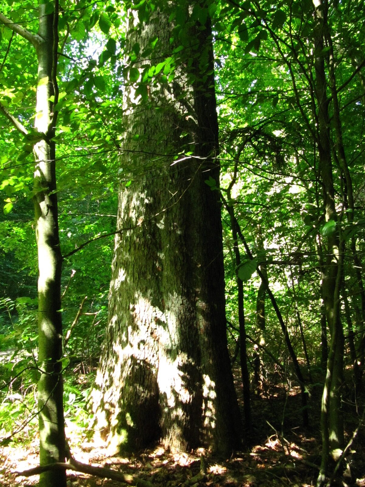 Abies alba - Leversen - Aug. 2025