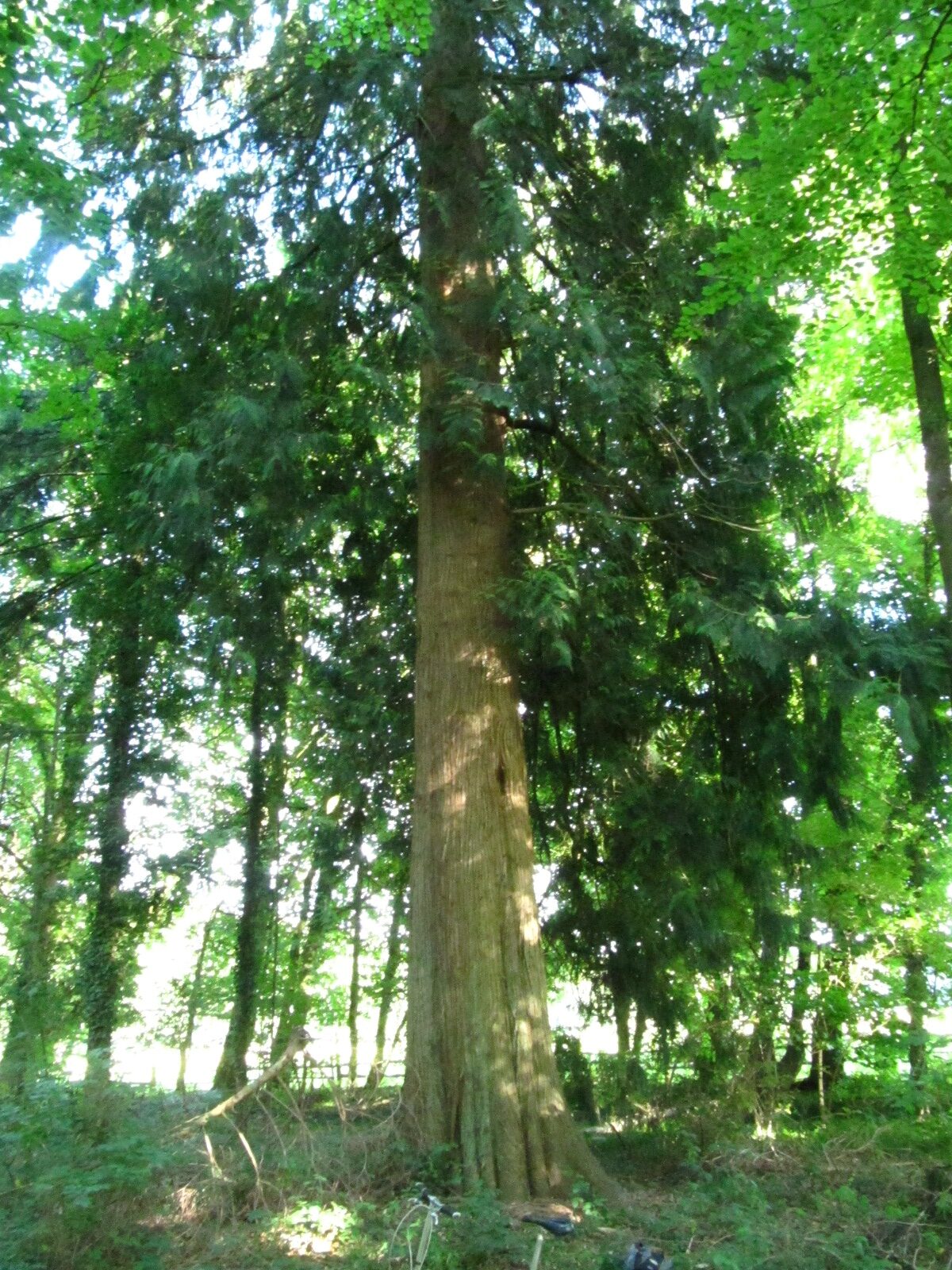 Thuja plicata - Leversen - Aug. 2025