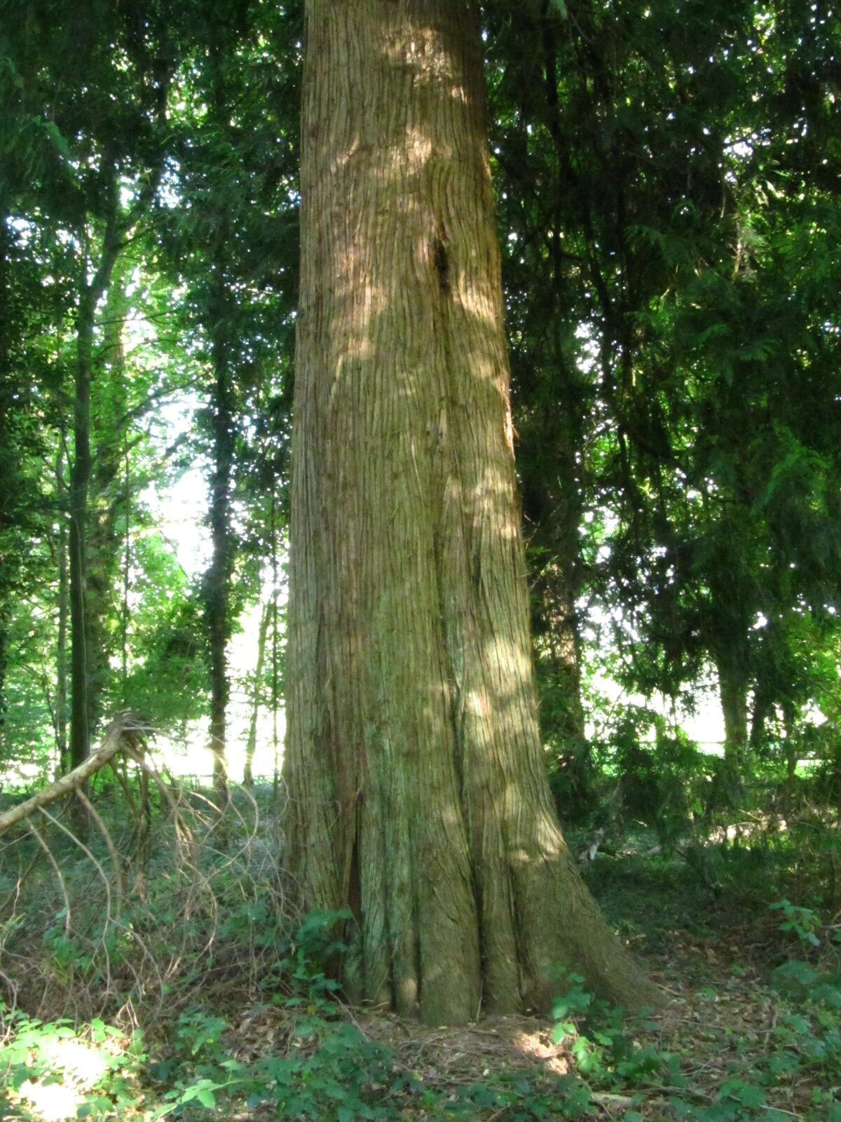 Thuja plicata - Leversen - Aug. 2025