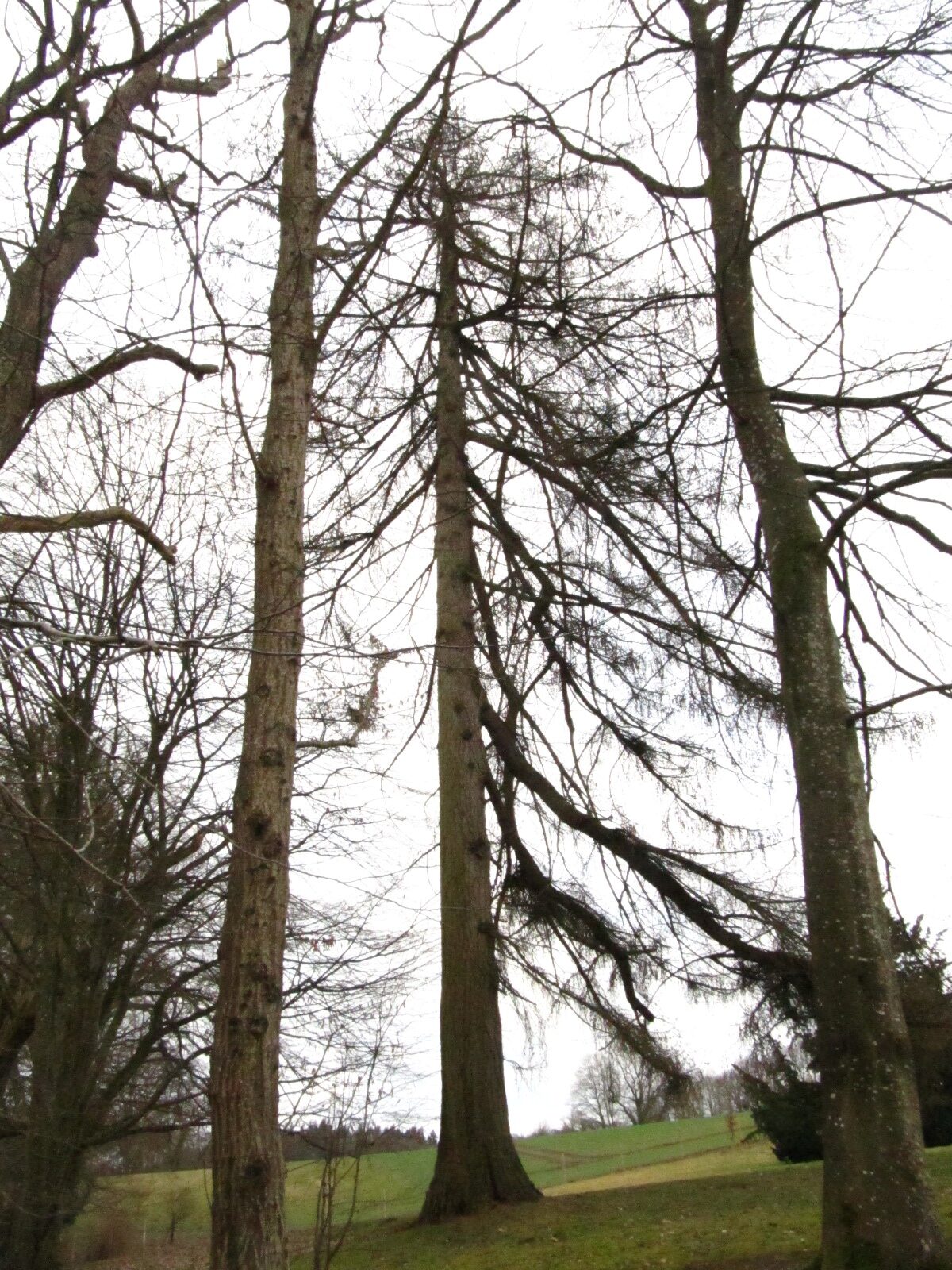 Larix decidua - Emkendorf - März 2025