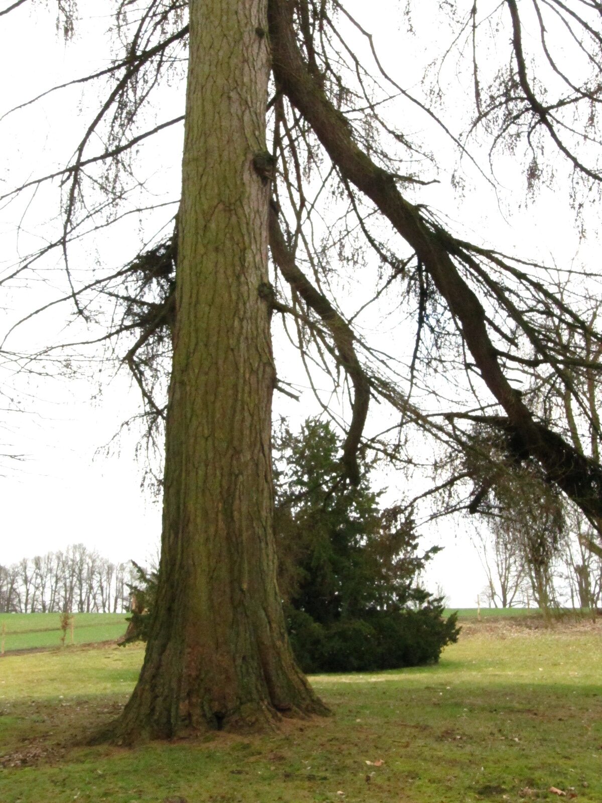 Larix decidua - Emkendorf - März 2025