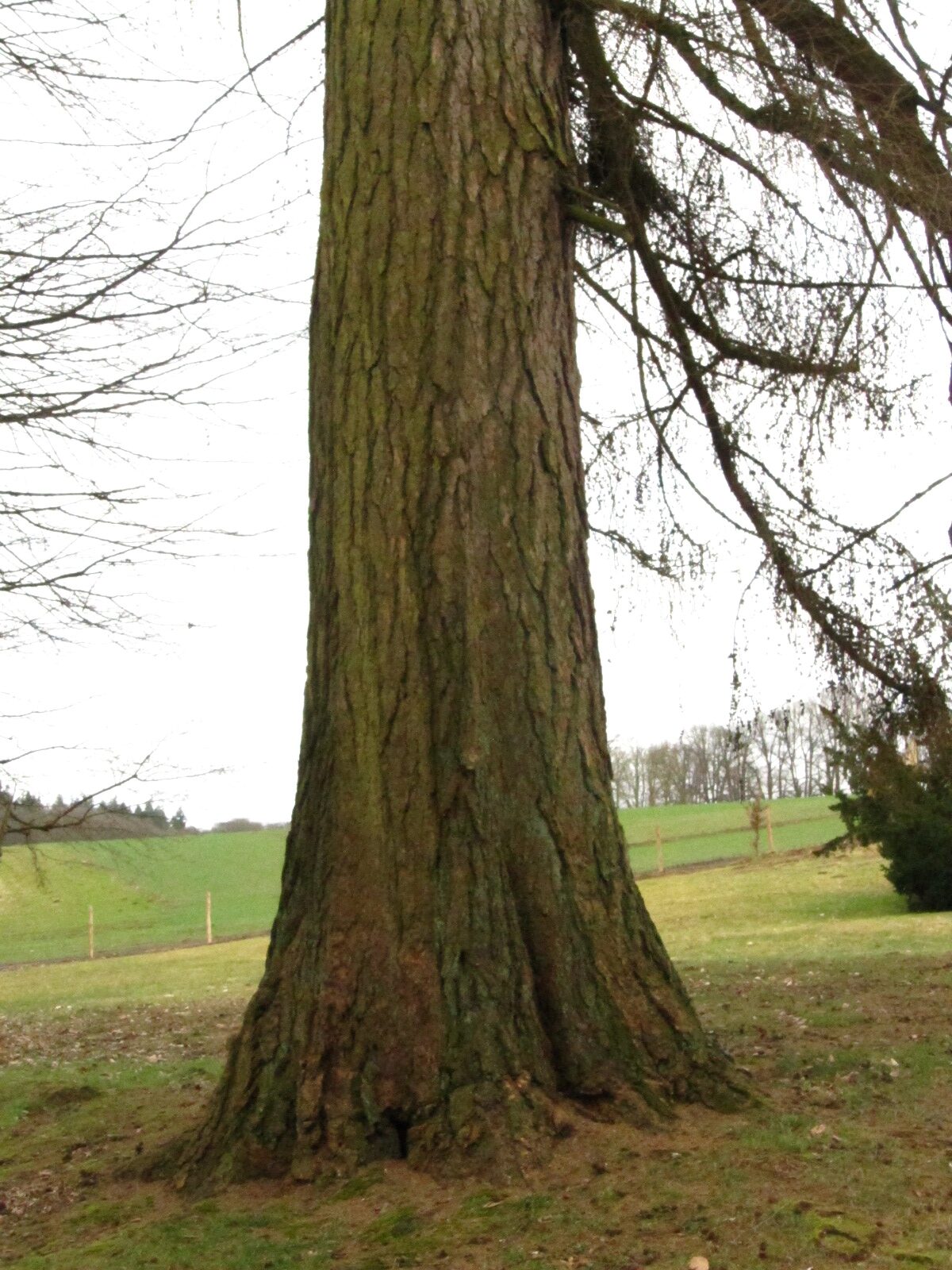 Larix decidua - Emkendorf - März 2025