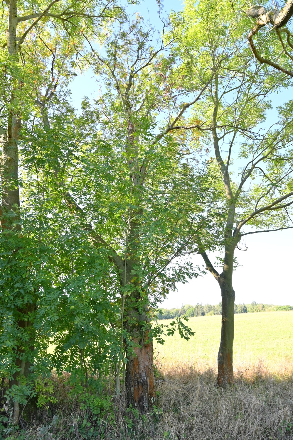 Sorbus aucuparia - Jahnsfelde - 2020