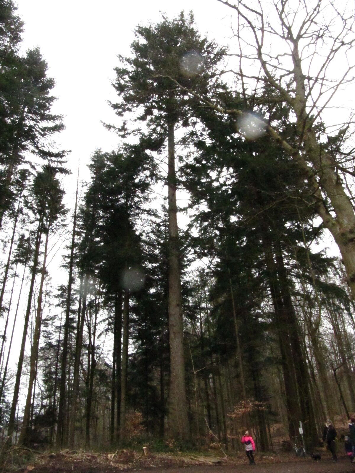 Picea sitchensis - Schierensee - März 2025